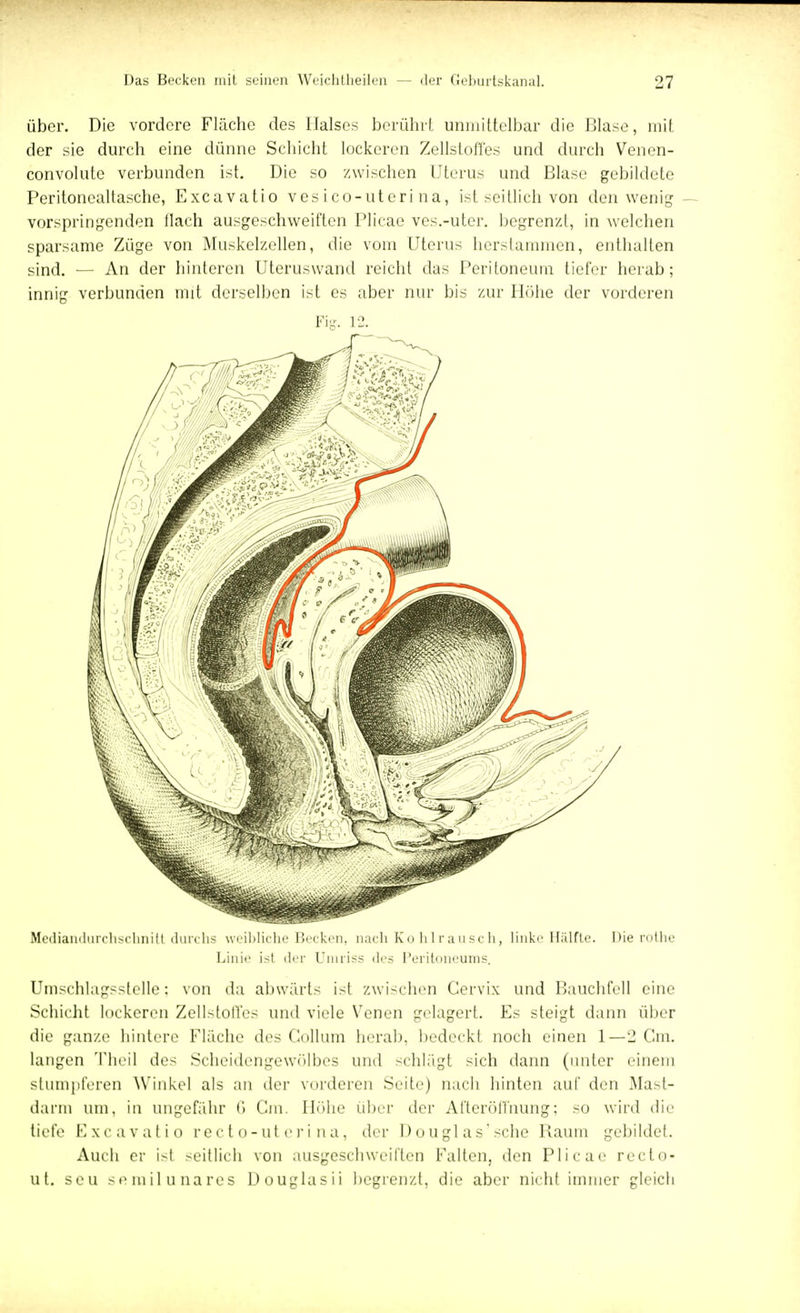 über. Die vordere Fläche des Halses berühr! unmittelbar die Blase, mit der sie durch eine dünne Schicht lockeren Zellstoffes und durch Venen- convolute verbunden ist. Die so zwischen Uterus und Blase gebildete Peritonealtasche, Excavatio ves i co-uteri na, ist seitlich von den wenig vorspringenden flach ausgeschweiften Plicae ves.-uter. begrenzl, in welchen sparsame Züge von Muskelzellen, die vom Uterus herstammen, enthalten sind. — An der hinteren Uteruswand reicht das Peritoneum tiefer herab; innig verbunden mit derselben ist es aber nur bis zur Höhe der vorderen Fig. 12. Mediandiirchschnift durchs weihliche Becken, nach Ko hlrausch, linke Hälfte. Die rotlie Linie ist der Umriss des Peritoneums. Umschlagsstelle: von da abwärts ist zwischen Cervix und Bauchfell eine Schicht lockeren Zellstoffes und viele Venen gelagert. Es steigt dann über die ganze hintere Fläche des Collum herab, bedeckt noch einen 1—2 Cm. langen Theil des Scheidengewölbes und schlagt sich dann (unter einem stumpferen Winkel als an der vorderen Seite) nach hinten auf den Mast- darm um. in ungefähr • Cm. Höhe über der Afteröll'nung: so wird die tiefe Excavatio recto-uterina, der Douglas'sehe Baum gebildet. Auch er i>l seitlich von ausgeschweiften Falten, den Plicae recto- ut. seu semilunares Douglasii begrenzt, die aber nicht immer gleich