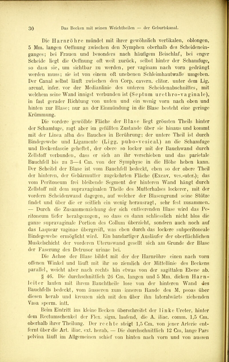 Die Harnröhre mündet mit ihrer gewöhnlich vertikalen, oblongen, 5 Mm. langen Oeffnung zwischen den Nymphen oberhalb des Scheidenein- ganges; bei Frauen und besonders nach häufigem Beischlaf, bei enger Scheide liegt die Oeffnung oft weit zurück, selbst hinter der Schamfuge, so dass sie, um sichtbar zu werden, per vaginam nach vorn gedrängt werden muss; sie ist von einem oft unebenen Schleimhautwalle umgeben. Der Ganal selbst läuft zwischen den Corp. cavern. clitor. unter dem Lig. arcuat. infer. vor der Medianlinie des unteren Scheidenabschnittes, mit welchem seine Wand innigst verbunden ist(Septum urethro-vaginale), in fast gerader Richtung von unten und ein wenig vorn nach oben und hinten zur Blase; nur an der Einmündung in die Blase besteht eine geringe Krümmung. Die vordere gewölbte Fläche der Blase liegt grössten Theils hinter der Schamfuge, ragt aber im gefüllten Zustande über sie hinaus und kommt mit der Linea alba des Bauches in Berührung; der untere Theil ist durch Bindegewebe und Ligamente (Ligg. pubo-vesical.) an die Schamfuge und Beckenfascie geheftet, der obere so locker mit der Bauchwand durch Zellstoff verbunden, dass er sich an ihr verschieben und das parietale Bauchfell bis zu 3—4 Cm. von der Symphyse in die Höhe heben kann. Der Scheitel der Blase ist vom Bauchfell bedeckt, eben so der obere Theil der hinteren, der Gebärmutter zugekehrten Fläche (Excav. vcs.-uter.); das vom Peritoneum frei bleibende Segment der hinteren Wand hängt durch Zellstoff mit dem supravaginalcn Theile des Mutterhalses lockerer, mit der vordem Scheidenwand dagegen, auf welcher der Blasengrund seine Stütze findet und über die er seitlich ein wenig herausragt, sehr fest zusammen. — Durch die Zusammenziehung der sich entleerenden Blase wird das Pe- ritoneum tiefer herabgezogen, so dass es dann schliesslich nicht blos die ganze supravaginalc Portion des Collum überzieht, sondern auch noch auf das Laquear vaginae übergreift, was eben durch das lockere subperitoneale Bindegewebe ermöglicht wird. Ein bandartiger Ausläufer der oberflächlichen Muskelschicht der vorderen Uteruswand gesellt sich am Grunde der Blase der Faserung des Detrusor urinae bei. Die Achse der Blase bildet mit der der Harnröhre einen nach vorn offenen Winkel und läuft mit ihr so ziemlich der Mittellinie des Beckens parallel, weicht aber nach rechts hin etwas von der sagittalen Ebene ab. § 46. Die durchschnittlich 26 Cm. langen und 5 Mm. dicken Harn- leiter laufen mit ihrem Bauchtheile lose von der hinteren Wand des Bauchfells bedeckt, vom äusseren zum inneren Rande des M. psoas über diesen herab und kreuzen sich mit den über ihn latcralwärts ziehenden Vasa sperm. intt. Beim Eintritt ins kleine Becken überschreitet der linke Ureter, hinter dem Rectumschenkel der Flex. sigm. laufend, die A. iliac. comm. 1,5 Cm. oberhalb ihrer Theilung. Der rechte steigt 1,5 Cm. von jener Arterie ent- fernt über die Art. iliac. ext. herab. — Die durchschnittlich 12 Cm. lange Pars pelvina läuft im Allgemeinen schief von hinten nach vorn und von aussen