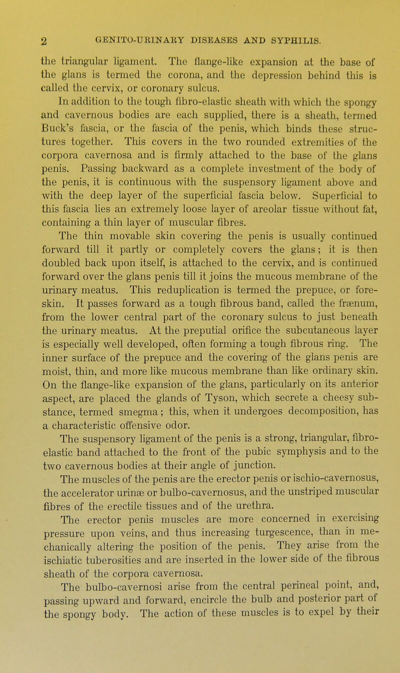 the triangular ligament. The flange-like expansion at the base of the glans is termed the corona, and the depression behind this is called the cervix, or coronary sulcus. In addition to the tough fibro-elastic sheath with which the spongy and cavernous bodies are each supplied, there is a sheath, termed Buck's fascia, or the fascia of the penis, which binds these struc- tures together. This covers in the two rounded extremities of the corpora cavernosa and is firmly attached to the base of the glans penis. Passing backward as a complete investment of the body of the penis, it is continuous with the suspensory ligament above and with the deep layer of the superficial fascia below. Superficial to this fascia lies an extremely loose layer of areolar tissue without fat, containing a thin layer of muscular fibres. The thin movable skin covering the penis is usually continued forward till it partly or completely covers the glans; it is then doubled back upon itself, is attached to the cervix, and is continued forward over the glans penis till it joins the mucous membrane of the urinary meatus. This reduplication is termed the prepuce, or fore- skin. It passes forward as a tough fibrous band, called the franum, from the lower central part of the coronary sulcus to just beneath the urinary meatus. At the preputial orifice the subcutaneous layer is especially well developed, often forming a tough fibrous ring. The inner surface of the prepuce and the covering of the glans penis are moist, thin, and more like mucous membrane than like ordinary skin. On the flange-like expansion of the glans, particularly on its anterior aspect, are placed the glands of Tyson, which secrete a cheesy sub- stance, termed smegma; this, when it undergoes decomposition, has a characteristic offensive odor. The suspensory ligament of the penis is a strong, triangular, fibro- elastic band attached to the front of the pubic symphysis and to the two cavernous bodies at their angle of junction. The muscles of the penis are the erector penis or ischio-cavernosus, the accelerator urinse or bulbo-cavernosus, and the unstriped muscular fibres of the erectile tissues and of the urethra. The erector penis muscles are more concerned in exercising pressure upon veins, and thus increasing turgescence, than in me- chanically altering the position of the penis. They arise from the ischiatic tuberosities and are inserted in the lower side of the fibrous sheath of the corpora cavernosa. The bulbo-cavernosi arise from the central perineal point, and, passing upward and forward, encircle the bulb and posterior part of the spongy body. The action of these muscles is to expel by their