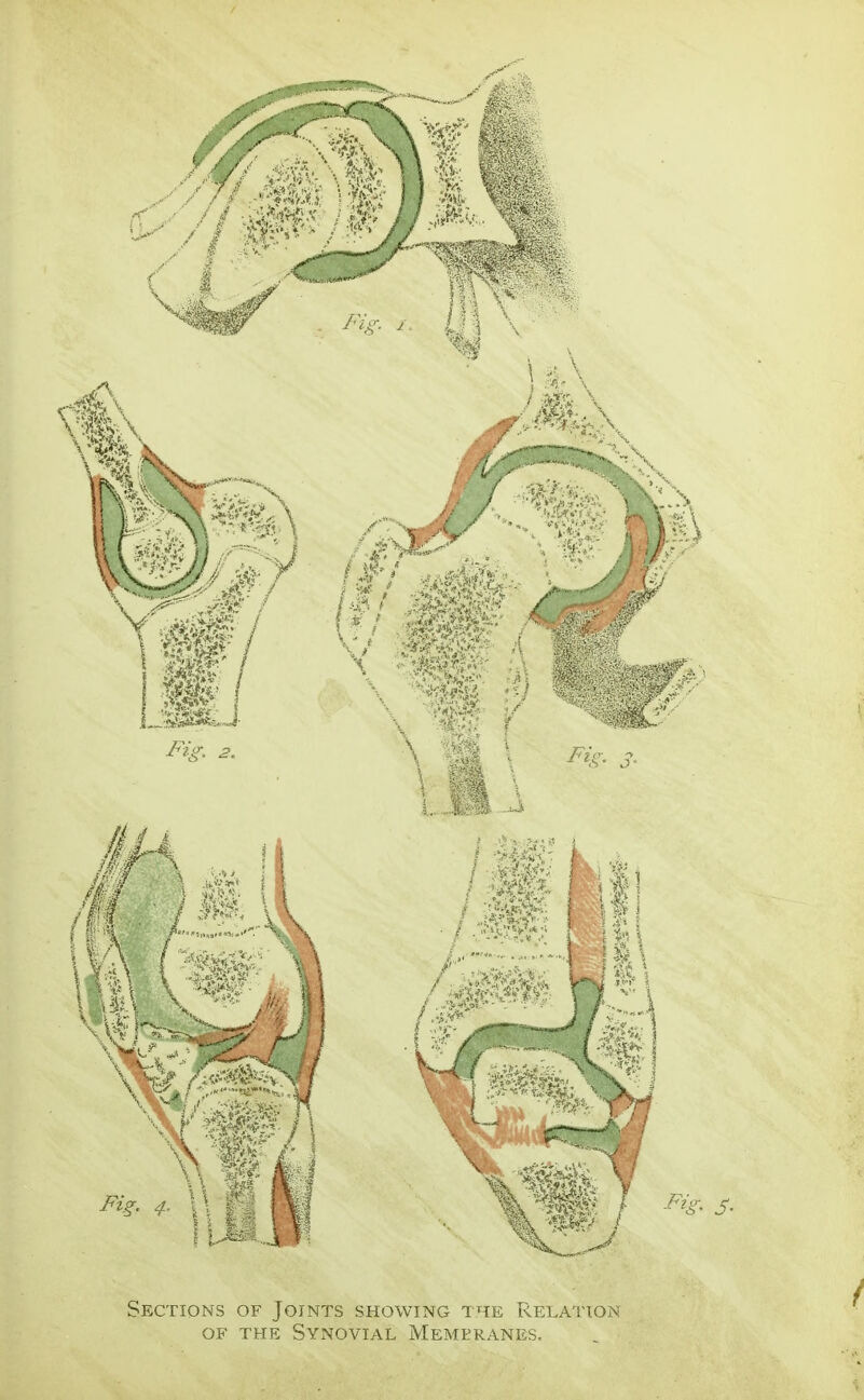 Sections of Joints showing the Relation OF THE Synovial Membranes.