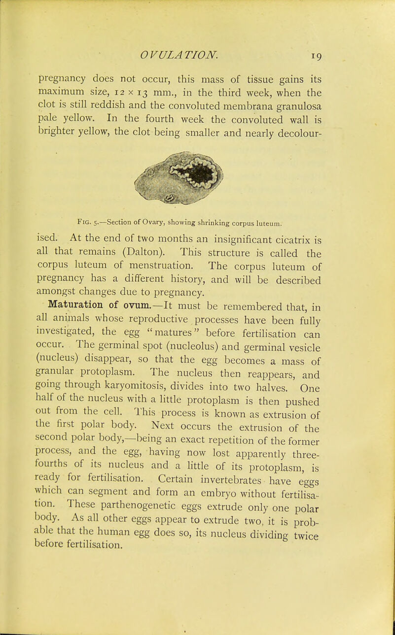 pregnancy does not occur, this mass of tissue gains its maximum size, 12x13 mm., in the third week, when the clot is still reddish and the convoluted membrana granulosa pale yellow. In the fourth week the convoluted wall is brighter yellow, the clot being smaller and nearly decolour- ised. At the end of two months an insignificant cicatrix is all that remains (Dalton). This structure is called the corpus luteum of menstruation. The corpus luteum of pregnancy has a different history, and will be described amongst changes due to pregnancy. Maturation of ovum.—It must be remembered that, in all animals whose reproductive processes have been fully investigated, the egg matures before fertilisation can occur. The germinal spot (nucleolus) and germinal vesicle (nucleus) disappear, so that the egg becomes a mass of granular protoplasm. The nucleus then reappears, and going through karyomitosis, divides into two halves. One half of the nucleus with a little protoplasm is then pushed out from the cell. This process is known as extrusion of the first polar body. Next occurs the extrusion of the second polar body,—being an exact repetition of the former process, and the egg, having now lost apparently three- fourths of its nucleus and a little of its protoplasm, is ready for fertilisation. Certain invertebrates have eggs which can segment and form an embryo without fertilisa- tion. These parthenogenetic eggs extrude only one polar body. As all other eggs appear to extrude two, it is prob- able that the human egg does so, its nucleus dividing twice before fertilisation. Fig. 5.—Section of Ovary, showing shrinking corpus luteum.
