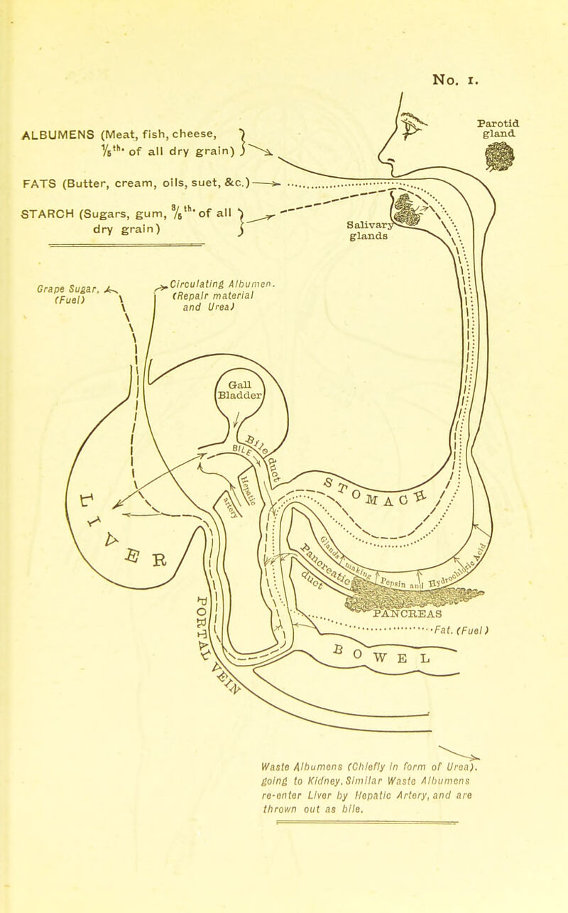 ALBUMENS (Meat, fish, cheese, ^ Vs1 of all dry grain) ) Parotid gland FATS (Butter, cream, oils, suet, &c.) STARCH (Sugars, gum, V'c-f all dry grain) Grape Sugar. <K (Fuel) \ Waste Albumens (Chiefly In form of Uroa). going to Kidney, Similar Waste Albumens re-enter Liver by Hepatic Artery, and are thrown out as bile.