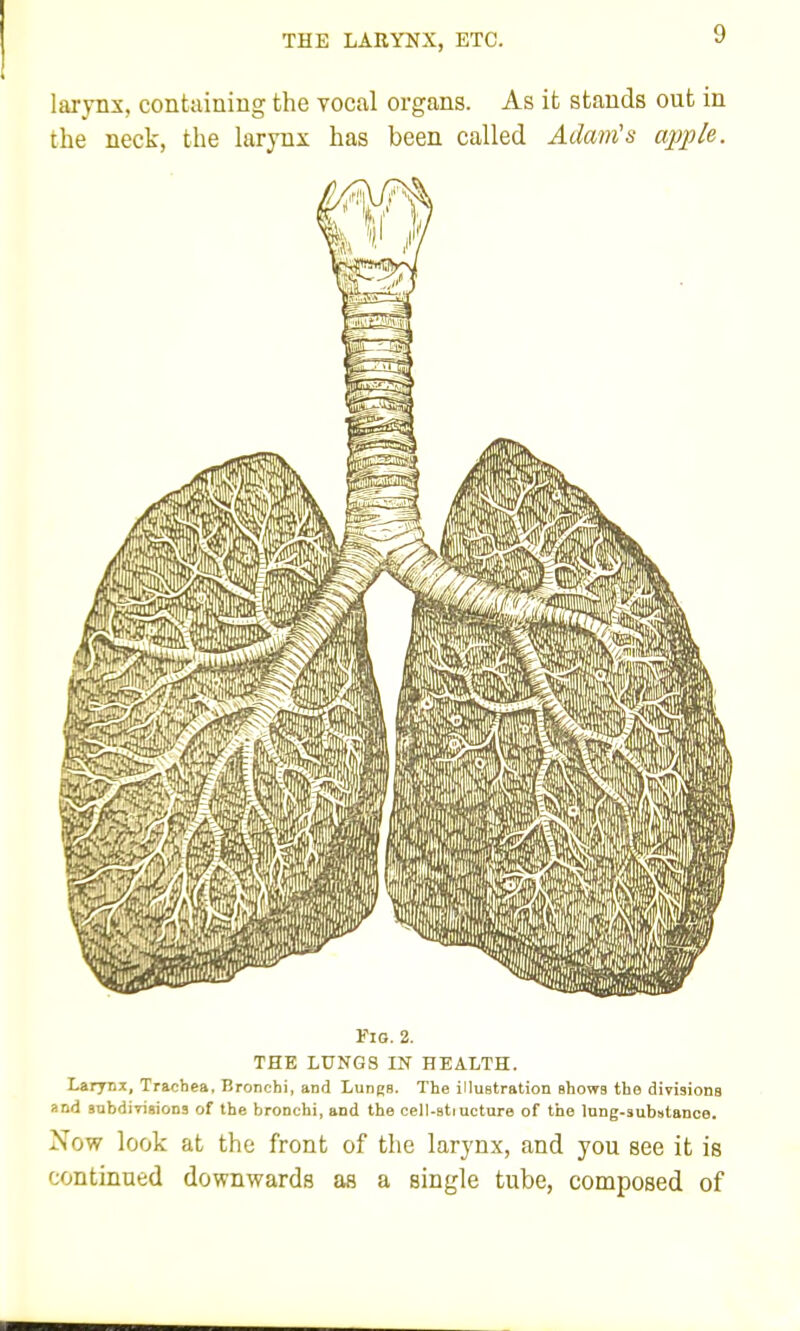 THE LARYNX, ETC. larynx, containing the vocal organs. As it stands out in the neck, the larynx has been called Adam's apple. Via. 2. THE LUNGS IN HEALTH. Laryni, Trachea, Bronchi, and Lungs. The illustration shows the divisions and anbdiTisions of the bronchi, and the cell-sti ucture of the lung-aubstance. Now look at the front of the larynx, and you see it is continued downwards as a single tube, composed of