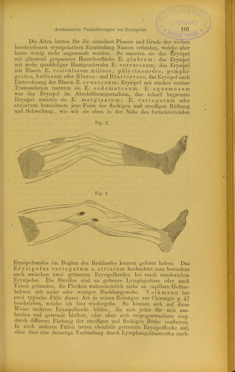 ■—-^^rf^' Die Alten hatten für die einzelnen Phasen und Grade der soebeii' beschriebenen erysipelatösen Entzündung Namen erfunden, welche aber heute Avenig mehr angewandt werden. So nannten sie das Erysipel mit glänzend gespannter Hautoberfläche E. glabrum; das Erysipel mit mehr quaddeliger Hautgeschwulst E. verrucosum; das Erysipel mit Blasen E. vesiculosum miliare, phly ctaenodes, pemphi- goides, bullosum oder Blasen-undBlatter rose, das Erysipel nach Eintrocknung der Blasen E. c ru s t o s u m; Erysipel mit starker seröser Transsudation nannten sie E. o e d e m a t o s u m. E. s q u a m o s u m war das Erysipel im Abschilferungsstadium, das scharf begrenzte Erysipel nannten sie E. marginatum; E. variegatum oder striatum bezeichnete jene Form der fleckigen und streifigen Röthung und Schwellung, wie wir sie oben in der Nähe des fortschreitenden Fig. 2. Erysipelrandes im Beginn des Rothlaufes kennen gelernt haben. Das Ery sipelas variegatum s. striatum beobachtet man besonders auch zwischen zwei grösseren Erysipelherden bei rasch wanderndem Erysipelas. Die Streifen sind an grössere Lymphgefässe oder auch Venen gebunden, die Flecken wahrscheinlich mehr an capillare Gefäss- bahnen mit mehr oder weniger Naohbargewebe. Volkmann hat zwei typische Fälle dieser Art in seinen Beiträgen zur Chirurgie p. 47 beschrieben, welche ich hier wiedergebe. So können sich auf diese Weise mehrere Erysipelherdc bilden, die sich jeder für sich aus- breiten und getrennt bleiben, oder aber sich entgegenwachsen resp. durch diffusere Färbung der streifigen und fleckigen Röthe confluiren. In noch anderen Fällen treten ebenfalls getrennte Erysipelflecke auf, ohne dass eine derartige Verbindung durch Lymphangoitisstreifen nach-