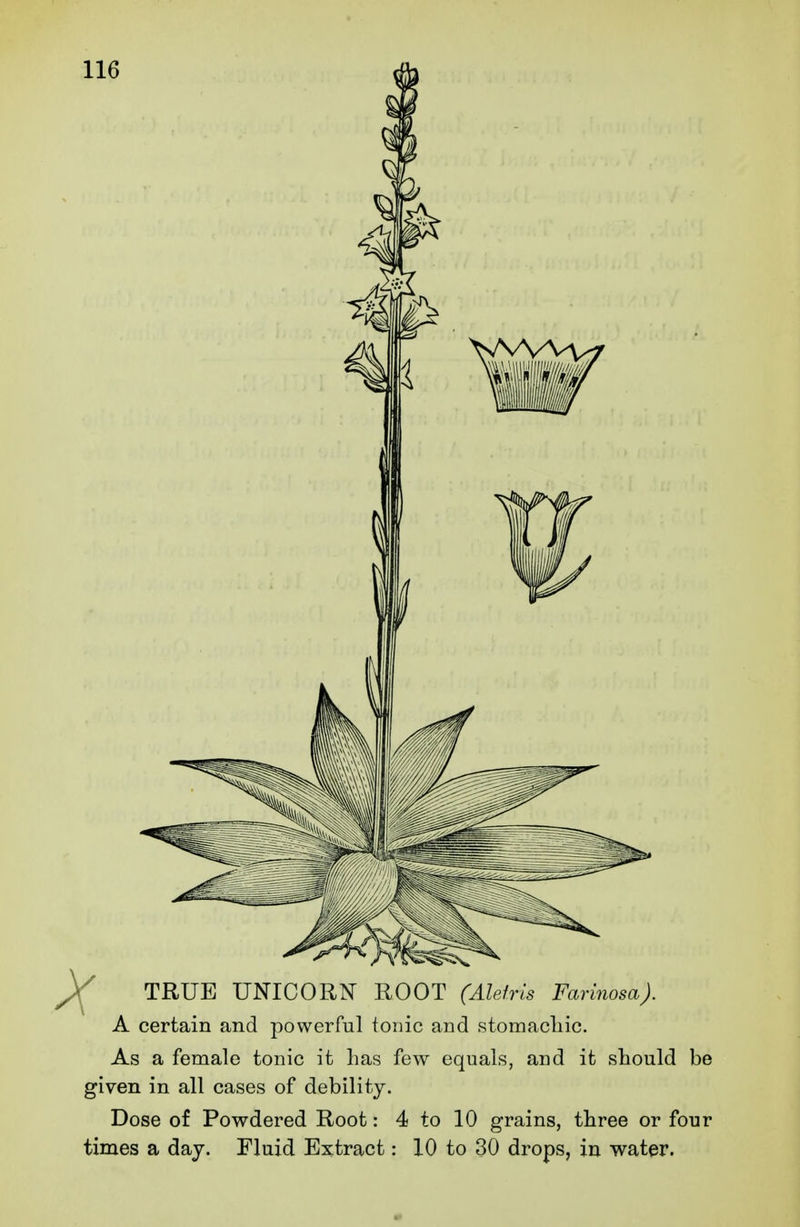 A certain and powerful tonic and stomacliic. As a female tonic it has few equals, and it should be given in all cases of debility. Dose of Powdered Root: 4 to 10 grains, three or four times a day. Fluid Extract: 10 to 30 drops, in water.