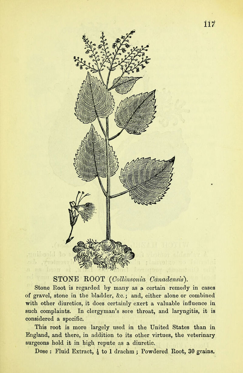 STONE ROOT {ColUnsonia Canadensis). Stone Root is regarded by many as a certain remedy in cases of gravel, stone in the bladder, &c.; and, either alone or combined with other diuretics, it does certainly exert a valuable influence in such complaints. In clergyman's sore throat, and laryngitis, it is considered a specific. This root is more largely used in the United States than in England, and there, in addition to its other virtues, the veterinary surgeons hold it in high repute as a diuretic.