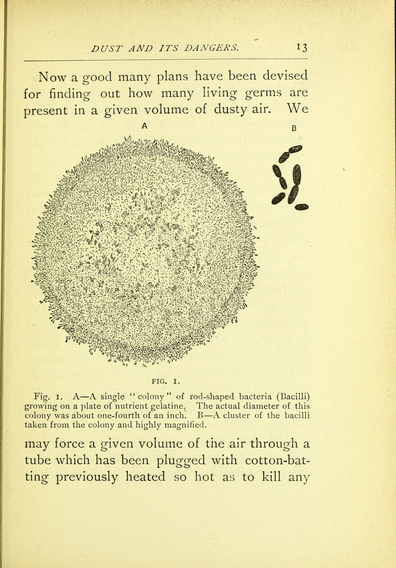 Now a good many plans have been devised for finding out how many living germs are present in a given volume of dusty air. We FIG. I. Fig. 1. A—A single colony of rod-shaped bacteria (Bacilli) growing on a plate of nutrient gelatine. The actual diameter of this colony was about one-fourth of an inch. B—A cluster of the bacilli taken from the colony and highly magnified. may force a given volume of the air through a tube which has been plugged with cotton-bat- ting previously heated so hot as to kill any