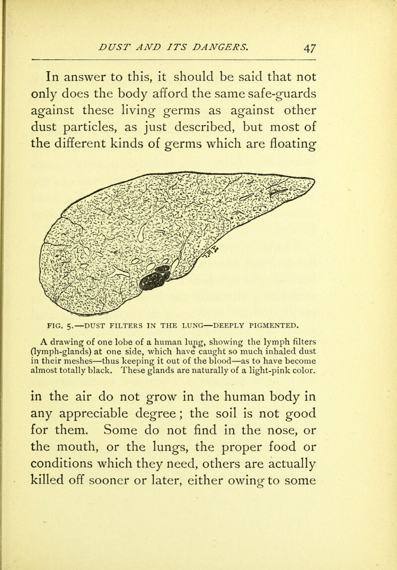 In answer to this, it should be said that not only does the body afford the same safe-guards against these living germs as against other dust particles, as just described, but most of the different kinds of germs which are floating FIG. 5.—DUST FILTERS IN THE LUNG—DEEPLY PIGMENTED. A drawing of one lobe of a human lung, showing the lymph filters (lymph-glands) at one side, which have caught so much inhaled dust in their meshes—thus keeping it out of the blood—as to have become almost totally black. These glands are naturally of a light-pink color. in the air do not grow in the human body in any appreciable degree ; the soil is not good for them. Some do not find in the nose, or the mouth, or the lungs, the proper food or conditions which they need, others are actually killed off sooner or later, either owing to some