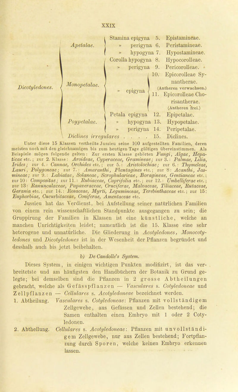 Dicotyledones. Monopelalae. Stamina epigyna 5. » perigyna 6. hypogyna 7. Corolla hypogyna 8. » perigyna 9. 10, epigyna Epistamincae. Apetalae. ] » perigyna 6. Peristamineae. Hypostamineae. Hypocorolleae. Pericorolleae. • Epicorolleae Sy- nantherae. (Antlieren verwachsen.) 11. Epicorolleae Cho- risantherae. (Antheren frei.) Petala epigyna 12. Epipetalae. Poypetalae. ] * hypogyna 13. Hypopetalae. ( » perigyna 14. Peripetalae. Diclines irreguläres .... 15. Diclines. Unter diese 15 Klassen vertheilte Jussieu seine 100 aufgestellten Familien, deren meisten noch mit den gleichnamigen bis zum heutigen Tage gültigen übereinstimmen. Als Beispiele mögen folgende gelten : Zur ersten Klasse gehörten Fungi, Älgae, Hepa- ticae etc.; zur 2. Klasse: Aroideae, Cyperaceae, Gramineae; zur 3.: Palmae, Lilia, Prides; zur 4.: Cannae, Orchides etc.; zur 5.: Aristolochiae; zur 6.: Thymeleae, Lauri, Polygoneae; zur 7.: Amaranthi, Plantagines etc.; zur 8: Acanthi, Jas- mineae; zur 9.: Labiatae, Sölaneae, Scrcplmlarieae, Boragineae, Gentianeae etc.; zur 10: Compositae; zur 11.: Bubiaceae, Caprifolia etc.; zur 12.: Umbelliferae etc.; zur 13: Banuncidaceae, Papaveraceae, Cruciferae, Malvaceae, Tiliaceae, Butaceae, Gerania etc.; zur 14.: Bosaeeae, Myrti, Leguminosae, Tcrebinthaceae etc.; zur 15: Euphwbiae, Cucurbitaceae, Coniferae, Amentaceae etc. Jussieu hat das Verdienst, bei Aufstellung seiner natürlichen Familien von einem rein wissenschaftlichen Standpunkte ausgegangen zu sein; die Gruppirung der Familien in Klassen ist eine künstliche, welche an manchen Unrichtigkeiten leidet; namentlich ist die 15. Klasse eine sehr heterogene und unnatürliche. Die Gliederung in Acotyledones, Monocoty- ledones und Dicotyledones ist in der Wesenheit der Pflanzen begründet und desshalb auch bis jetzt beibehalten. b) De Candolle's System. Dieses System, in einigen wichtigen Punkten modifizirt, ist das ver- breitetste und am häufigsten den Handbüchern der Botanik zu Grund ge- legte; bei demselben sind die Pflanzen in 2 grosse Abtheilungen gebracht, welche als Gefässpflanzen — Vasculares s. Cotyledoneae und Zellpflanzen — Cellidares s. Acotyledoneae bezeichnet werden. 1. Abtheilung. Vasculares s. Cotyledoneae: Pflanzen mit vollständigem Zellgewebe, aus Gefässen und Zellen bestehend; die Samen enthalten einen Embryo mit 1 oder 2 Coty- ledonen. 2. Abtheilung. Cellulares s. Acotyledoneae: Pflanzen mit unvollständi- gem Zellgewebe, nur aus Zellen bestehend; Fortpflan- zung durch Sporen, welche keinen Embryo erkennen lassen.