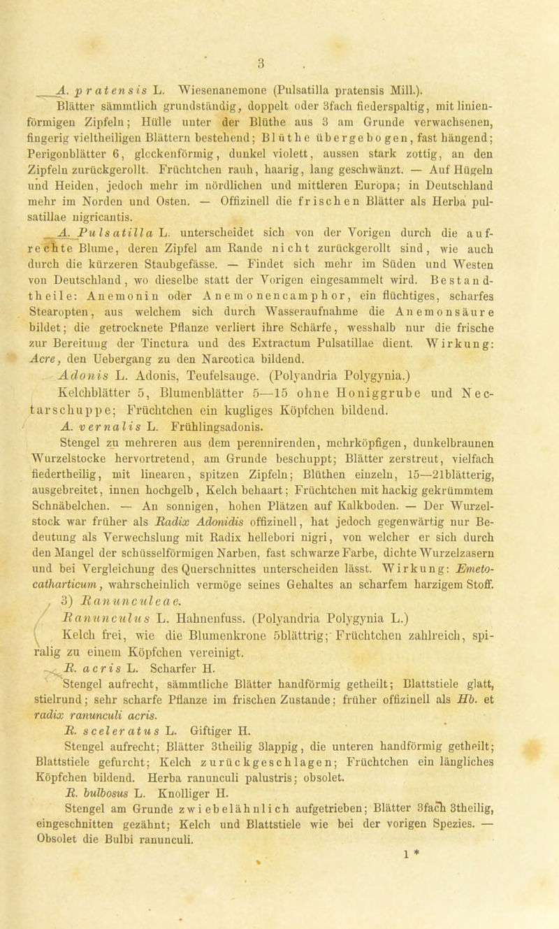 A. pratensis L. Wiesenanemone (Pnlsatilla pratensis Mill.). Blätter silmmtlicb grundständig, doppelt oder 3fach fiederspaltig, mit linien- fürmigen Zipfeln; Hülle unter der Blüthe aus 3 am Grunde verwachsenen, fingerig vieltheiligeu Blättern bestehend; Blüthe überge bo gen, fast hängend; Perigoublätter 6, glockenförmig, dunkel violett, aussen stark zottig, an den Zipfeln zurückgerollt. Früchtchen rauh, haarig, lang geschwänzt. — Auf Hügeln und Heiden, jedoch mehr im nördlichen und mittleren Europa; in Deutschland mehr im Norden und Osten. — Offizineil die frischen Blätter als Herba pul- satillae nigricantis. A.Puls atilla L. unterscheidet sich von der Vorigen durch die auf- lichte Blume, deren Zipfel am Rande nicht zurückgerollt sind, wie auch durch die kürzeren Staubgefässe. — Findet sich mehr im Süden und Westen von Deutschland, wo dieselbe statt der Vorigen eingesammelt wird. Bestand- theile: Anemonin oder Anemonencamphor, ein flüchtiges, scharfes Stearopten, aus welchem sich durch Wasseraufnahme die An emon säure bildet; die getrocknete Pflanze verliert ihre Schärfe, wesshalb nur die frische zur Bereitung der Tinctura und des Extractum Pulsatillae dient. Wirkung: Acre, den Uebergang zu den Narcotica bildend. Adonis L. Adonis, Teufelsauge. (Polyandria Polygyuia.) Kelchblätter 5, Blumenblätter 5—15 ohne Honiggrube und Nec- tarschuppe; Früchtchen ein kugliges Köpfchen bildend. A. vernalis L. Frühlingsadonis. Stengel zu mehreren aus dem perennirenden, mehrköpfigen, dunkelbraunen Wurzelstocke hervortretend, am Grunde beschuppt; Blätter zerstreut, vielfach fiedertheilig, mit linearen, spitzen Zipfeln; Blüthen einzeln, 15—21blätterig, ausgebreitet, innen hochgelb, Kelch behaart; Früchtchen mit hackig gekrümmtem Schnäbelchen. — An sonnigen, hohen Plätzen auf Kalkboden. — Der Wurzel- stock war früher als Radix Adonidis offizinell, hat jedoch gegenwärtig nur Be- deutung als Verwechslung mit Radix hellebori nigri, von welcher er sich durch den Mangel der schüsseiförmigen Narben, fast schwarze Farbe, dichte Wurzelzasern und bei Vergleichuug des Querschnittes unterscheiden lässt. Wirkung: Emeto- catharticum, wahrscheinlich vermöge seines Gehaltes an scharfem harzigem Stoflf. . 3) Ranunculeae. / Ranunculus L. Hahnenfuss. (Polyandria Polygynia L.) ( Kelch frei, wie die Blumenkrone öblättrig; Früchtchen zahlreich, spi- ralig zu einem Köpfchen vereinigt. M. acris L. Scharfer H. Stengel aufrecht, sämmtliche Blätter handförmig getheilt; Blattstiele glatt, stielrund; sehr scharfe Pflanze im frischen Zustande; früher offizinell als Hb. et radix ranuncidi acris. R. sceler atus L. Giftiger H. Stengel aufrecht; Blätter 3theilig 31appig, die unteren handförmig getheilt; Blattstiele gefurcht; Kelch zurückgeschlagen; Früchtchen ein längliches Köpfchen bildend. Herba ranunculi palustris; obsolet. R. bulbosus L. Knolliger H. Stengel am Grunde zwiebelähnlich aufgetrieben; Blätter 3fach 3theilig, eingeschnitten gezähnt; Kelch und Blattstiele wie bei der vorigen Spezies. — Obsolet die Bulbi ranunculi.