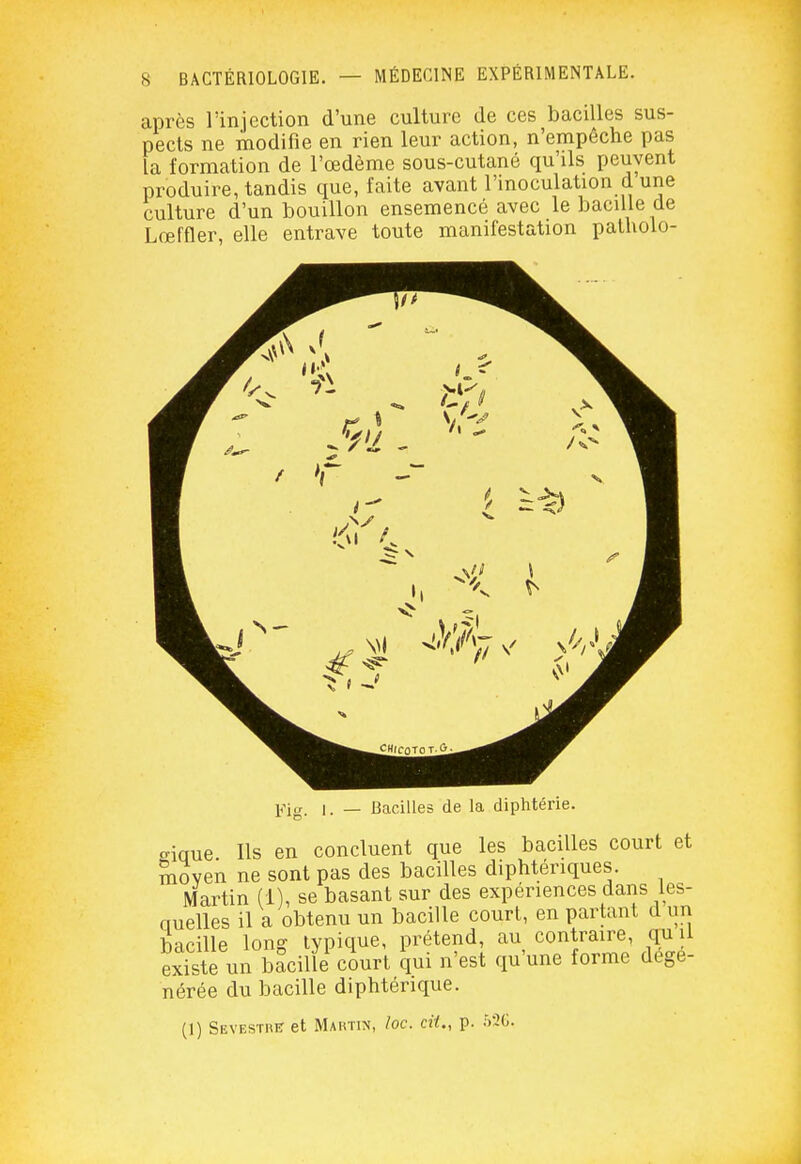 après l'injection d'une culture de ces bacilles sus- pects ne modifie en rien leur action, n'empêche pas la formation de l'œdème sous-cutané qu'ils peuvent produire, tandis que, faite avant l'inoculation d une culture d'un bouillon ensemencé avec le bacille de Lœffler, elle entrave toute manifestation patholo- ],'j„, 1. _ Bacilles de la diphtérie. o-ique Ils en concluent que les bacilles court et moven ne sont pas des bacilles diphtériques. Martin (1), se basant sur des expériences dans les- auelles il a obtenu un bacille court, en partant d un bacille long typique, prétend, au contraire, quii existe un bacille ciurt qui n'est qu'une forme dégé- nérée du bacille diphtérique. (1) SEVESTnE et MAirriN, loc. cH., p. .V2G.