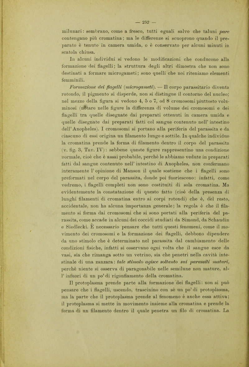 milunari : sembrano, come a fresco, tutti eguali salvo che taluni pare contengano più cromatina ; ma le differenze si scuoprono quando il pre- parato è tenuto in camera umida, o è conservato per alcuni minuti in scatola chiusa. In alcuni individui si vedono le modificazioni che conducono alla formazione dei flagelli ; la struttura degli altri dimostra che non sono destinati a formare microgameti ; sono quelli che noi riteniamo elementi femminili. Formazione dei flagelli (microgameti). — Il corpo parassitario diventa rotondo, il pigmento si disperde, non si distingue il contorno del nucleo; nel mezzo della figura si vedono 4, 5 o 7, od 8 cromosomi piuttosto volu- minosi (notare nelle figure la differenza di volume dei cromosomi e dei flagelli tra quelle disegnate dai preparati ottenuti in camera umida e quelle disegnate dai preparati fatti col sangue contenuto nell' intestino dell'Anopheles). I cromosomi si portano alla periferia del parassita e da ciascuno di essi origina un filamento lungo e sottile. In qualche individuo la cromatina prende la forma di filamento dentro il corpo del parassita (v. fig. 3, Tav. IV) : sebbene queste figure rappresentino una condizione normale, cioè che è assai 23robabile, perchè le abbiamo vedute in preparati fatti dal sangue contenuto nell' intestino di Anopheles, non confermano interamente 1' opinione di Manson il quale sostiene che i flagelli sono preformati nel corpo del parassita, donde poi fuoriescono: infatti, come vedremo, i flagelli completi non sono costituiti di sola cromatina. Ma evidentemente la constatazione di questo fatto (cioè della presenza di lunghi filamenti di cromatina entro ai corpi rotondi) che è, del resto, accidentale, non ha alcuna importanza generale ; la regola è che il fila- mento si forma dai cromosomi che si sono portati alla periferia del pa- rassita, come accade in alcuni dei coccidi studiati da Simond, da Schaudin e Siedlecki. E necessario pensare che tutti questi fenomeni, come il mo- vimento dei cromosomi e la formazione dei flagelli, debbono dipendere da uno stimolo che è determinato nel parassita dal cambiamento delle condizioni fisiche, infatti si osservano ogni volta che il sangue esce da vasi, sia che rimanga sotto un vetrino, sia che penetri nella cavità inte- stinale di una zanzara: tale stimolo agisce soltanto sui parassiti maturi, perchè niente si osserva di paragonabile nelle semilune non mature, al- l' infuori di un po'di rigonfiamento della cromatina. Il protoplasma prende parte alla formazione dei flagelli: non si può pensare che i flagelli, uscendo, trascinino con sè un po' di protoplasma, ma la parte che il protoplasma prende al fenomeno è anche essa attiva; il protoplasma si mette in movimento insieme alla cromatina e prende la forma di un filamento dentro il quale penetra un filo di cromatina. La