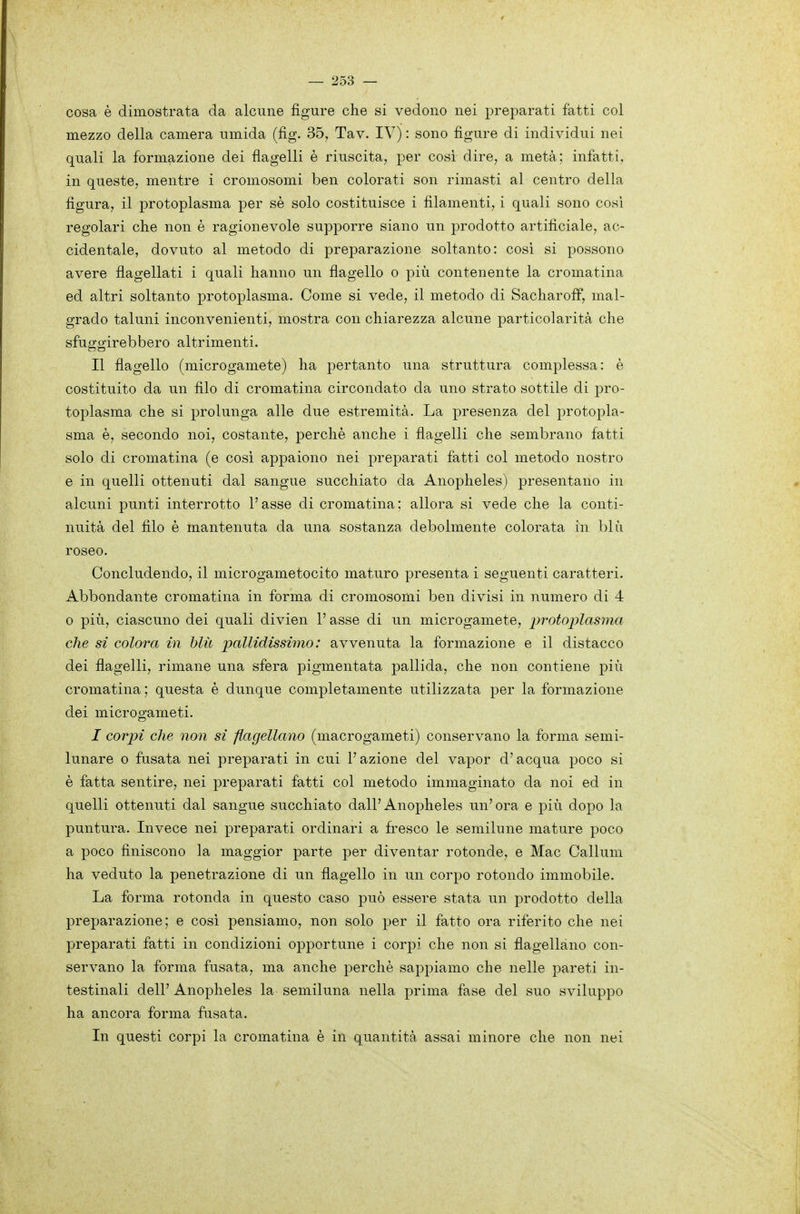 cosa è dimostrata da alcune figure che si vedono nei preparati fatti col mezzo della camera umida (fig. 35, Tav. IV) : sono figure di individui nei quali la formazione dei flagelli è riuscita, per cosi dire, a metà: infatti, in queste, mentre i cromosomi ben colorati son rimasti al centro della figura, il protoplasma per sè solo costituisce i filamenti, i quali sono così regolari che non è ragionevole sup]3orre siano un prodotto artificiale, ac- cidentale, dovuto al metodo di preparazione soltanto: cosi si possono avere flagellati i quali hanno un flagello o più contenente la cromatina ed altri soltanto protoplasma. Come si vede, il metodo di SacharofP, mal- grado taluni inconvenienti, mostra con chiarezza alcune particolarità che sfuggirebbero altrimenti. Il flagello (microgamete) ha pertanto una struttura complessa: è costituito da un filo di cromatina circondato da uno strato sottile di pro- toplasma che si prolunga alle due estremità. La presenza del protopla- sma è, secondo noi, costante, perchè anche i flagelli che sembrano fatti solo di cromatina (e cosi appaiono nei preparati fatti col metodo nostro e in quelli ottenuti dal sangue succhiato da Anopheles) presentano in alcuni punti interrotto l'asse di cromatina ; allora si vede che la conti- nuità del filo è mantenuta da una sostanza debolmente colorata in blu roseo. Concludendo, il microgametocito maturo presenta i seguenti caratteri. Abbondante cromatina in forma di cromosomi ben divisi in numero di 4 0 più, ciascuno dei quali divien l'asse di un microgamete, iwotoplasma che si colora in hlù pallidissimo: avvenuta la formazione e il distacco dei flagelli, rimane una sfera pigmentata pallida, che non contiene più cromatina ; questa è dunque completamente utilizzata per la formazione dei microgameti. I corpi che non si flagellano (macrogameti) conservano la forma semi- lunare 0 fusata nei preparati in cui l'azione del vapor d'acqua poco si è fatta sentire, nei preparati fatti col metodo immaginato da noi ed in quelli ottenuti dal sangue succhiato dall' Anopheles un' ora e più dopo la puntura. Invece nei preparati ordinari a fresco le semilune mature poco a poco finiscono la maggior parte per diventar rotonde, e Mac Callum ha veduto la penetrazione di un flagello in un corpo rotondo immobile. La forma rotonda in questo caso può essere stata un i^rodotto della preparazione; e cosi pensiamo, non solo per il fatto ora riferito che nei preparati fatti in condizioni opportune i corpi che non si flagellano con- servano la forma fusata, ma anche perchè sappiamo che nelle pareti in- testinali dell' Anopheles la semiluna nella prima fase del suo sviluppo ha ancora forma fusata. In questi corpi la cromatina è in quantità assai minore che non nei