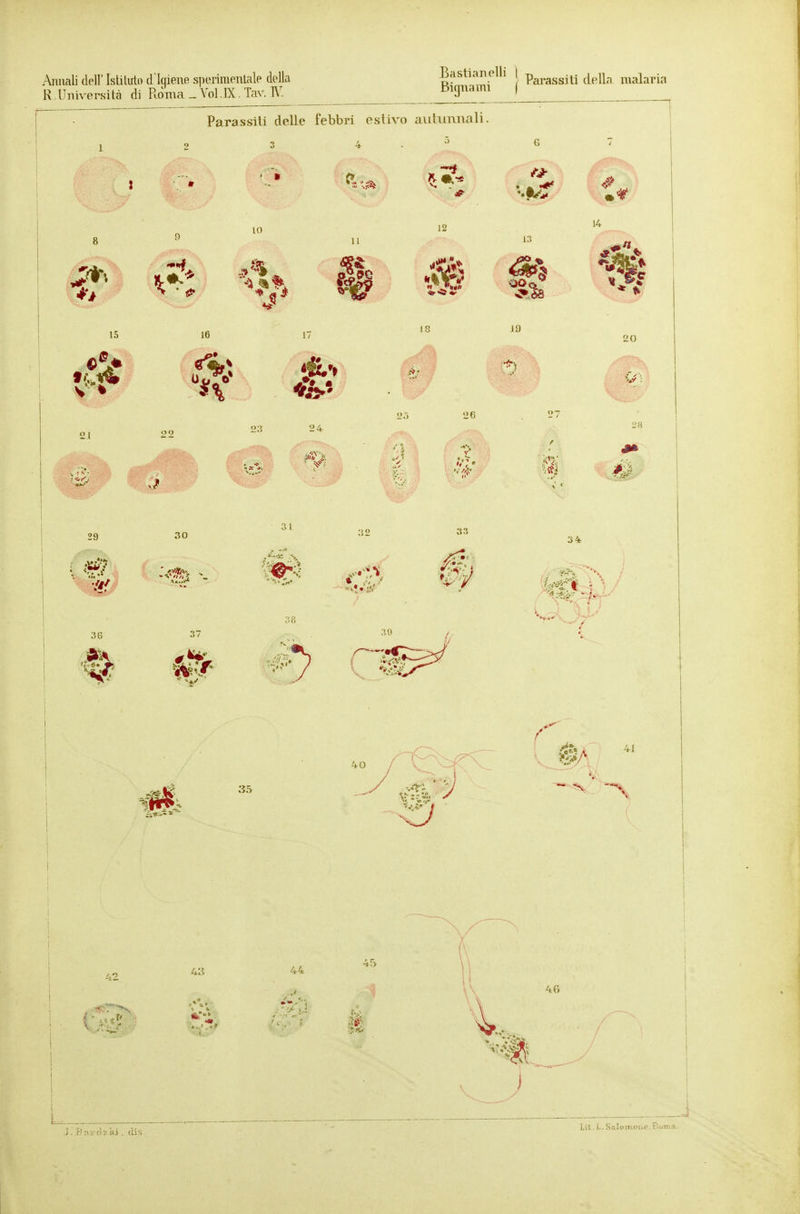 .'Xiuiali dell'Istiliito d'IqieiiR speriraeiiUile della ^astianelli parassiti delb malaria R.Università di Rdma _ Vol.JX. Tav. W. liujiiami ) ■ ' ' • I Parassiti delle febbri estivo aiitiimiali. j 44