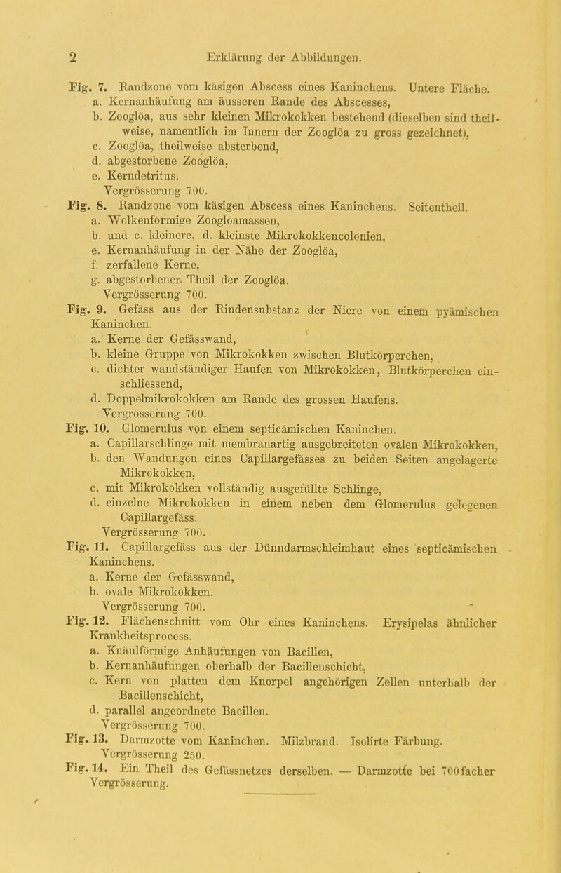 Fig. 7. Kandzone vom käsigen Abscess eines Kaninchens. Untere Fläche. a. Kernanhäufung am äusseren Rande des Abscesses, b. Zooglöa, aus sehr kleinen Mikrokokken bestehend (dieselben sind theil- weise, namentlich im Innern der Zooglöa zu gross gezeichnet), c. Zooglöa, theilweise absterbend, d. abgestorbene Zooglöa, e. Kerndetritus. Vergrösserung 700. Fig. 8. Randzone vom käsigen Abscess eines Kaninchens. Seitentheil. a. Wolkenförmige Zooglöamassen, b. und c. Heinere, d. kleinste Mikrokokkencolonien, e. Kernanhäufung in der Nähe der Zooglöa, f. zerfallene Kerne, g. abgestorbener. Theil der Zooglöa. Vergrösser ung 700. Fig. 9. Gefäss aus der Rindensubstanz der Niere von einem ijyämischen Kaninchen. a. Kerne der Gefässwand, b. kleine Gruppe von Mikrokokken zwischen Blutkörperchen, c. dichter v^andständiger Haufen von Mikrokokken, Blutkörperchen ein- schliessend, d. Doppelmikrokokken am Rande des grossen Haufens. Vergrösserung 700. Fig. 10. Glomerulus von einem septicämischen Kaninchen. a. Capillarschlinge mit membranartig ausgebreiteten ovalen Mikrokokken, b. den Wandungen eines Capillargefässes zu beiden Seiten angelagerte Mikrokokken, c. mit Mikrokokken vollständig ausgefüllte Schlinge, d. einzelne Mikrokokken in eiiiem neben dem Glomerulus gelegenen CapUlargefäss. Vergrösserung 700. Fig. 11. Capillargefäss aus der Dünndarmschleimhaut eines septicämischen Kaninchens. a. Kerne der Gefässwand, b. ovale Mikrokokken. Vergrösserung 700. Fig. 12. Flächenschnitt vom Ohr eines Kaninchens. Erysiiielas ähnlicher Krankheitsprocess. a. Knäulförmige Anhäufungen von Bacillen, b. Kemanhäufungen oberhalb der Bacillenschicht, c. Kern von platten dem Knorpel angehörigeu Zellen unterhalb der Bacillenschicht, d. parallel angeordnete Bacillen. Vergrösserung 700. Fig. 13. Damizottc vom Kaninchen. Milzbrand. Isolirte Färbung. Vergrösserung 250. Fig. 14. Ein Theil des Gefässnetzes derselben. — Darmzotte bei 700facher Vergrösserung.