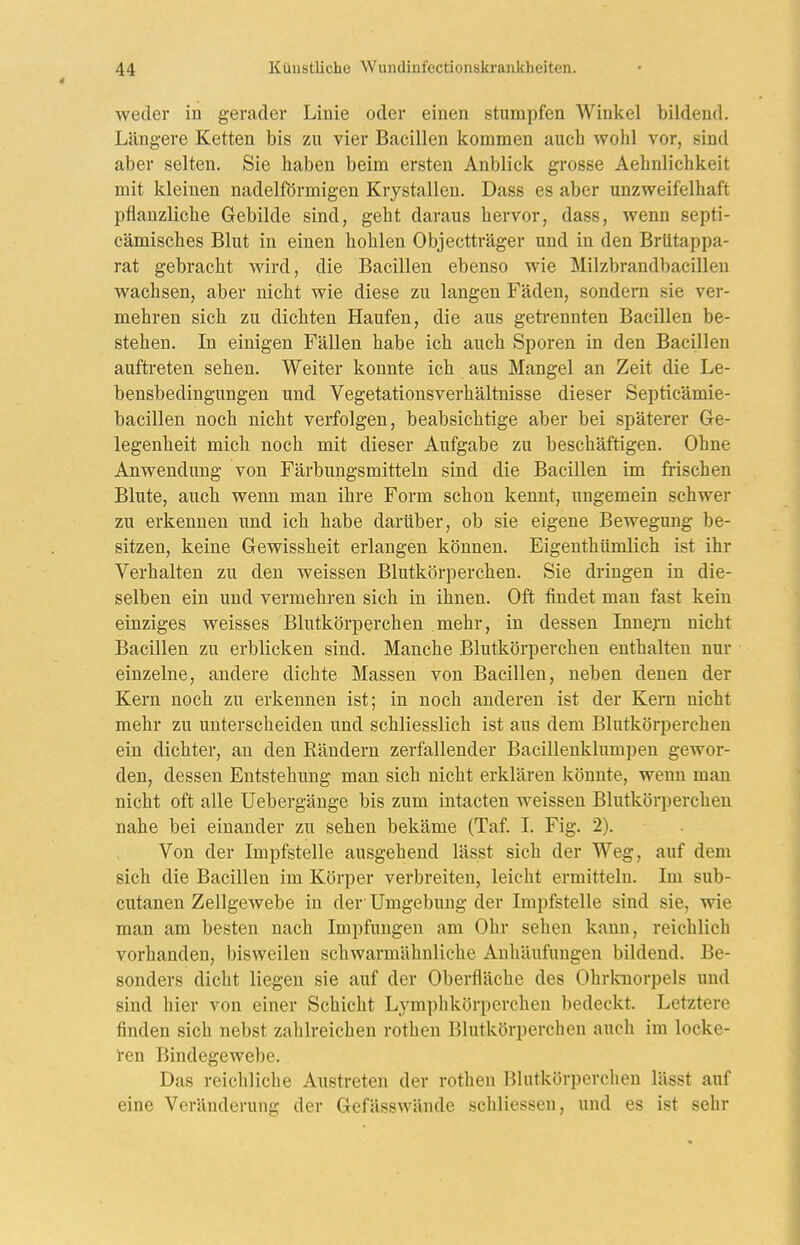 weder in gerader Linie oder einen stumpfen Winkel bildend. Längere Ketten bis zu vier Bacillen kommen auch wohl vor, sind aber selten. Sie haben beim ersten Anblick grosse Aehulichkeit mit kleinen nadeiförmigen Krystallen. Dass es aber unzweifelhaft pflanzliche Gebilde sind, geht daraus hervor, dass, wenn septi- cämisches Blut in einen hohlen Objectträger und in den Brütappa- rat gebracht wird, die Bacillen ebenso wie Milzbrandbacillen wachsen, aber nicht wie diese zu langen Fäden, sondern sie ver- mehren sich zu dichten Haufen, die aus geti-ennten Bacillen be- stehen. In einigen Fällen habe ich auch Sporen in den Bacillen auftreten sehen. Weiter konnte ich aus Mangel an Zeit die Le- bensbedingungen und Vegetationsverhältnisse dieser Septicämie- bacillen noch nicht verfolgen, beabsichtige aber bei späterer Ge- legenheit mich noch mit dieser Aufgabe zu beschäftigen. Ohne Anwendung von Färbungsmitteln sind die Bacillen im frischen Blute, auch wenn man ihre Form schon kennt, ungemein schwer zu erkennen und ich habe darüber, ob sie eigene Bewegung be- sitzen, keine Gewissheit erlangen können. Eigenthümlich ist ihr Verhalten zu den weissen Blutkörperchen. Sie dringen in die- selben ein imd vermehren sich in ihnen. Oft findet man fast kein einziges weisses Blutkörperchen mehr, in dessen Innejn nicht Bacillen zu erblicken sind. Manche Blutkörperchen enthalten nur einzelne, andere dichte Massen von Bacillen, neben denen der Kern noch zu erkennen ist; in noch anderen ist der Kern nicht mehr zu unterscheiden und schliesslich ist aus dem Blutkörperchen ein dichter, an den Rändern zerfallender Bacillenklumpen gewor- den, dessen Entstehung man sich nicht erklären könnte, wenn man nicht oft alle Uebergänge bis zum intacten weissen Blutkörperchen nahe bei einander zu sehen bekäme (Taf. I. Fig. 2). Von der Impfstelle ausgehend lässt sich der Weg, auf dem sich die Bacillen im Körper verbreiten, leicht ermitteln. Im sub- cutanen Zellgewebe in der Umgebung der Impfstelle sind sie, wie man am besten nach Impfungen am Ohr sehen kann, reichlich vorhanden, bisweilen schwarmähnliche Anhäufungen bildend. Be- sonders dicht liegen sie auf der Oberfläche des Ohrlcnorpels und sind hier von einer Schicht Lymphkörperchen bedeckt. Letztere finden sich nebst zahlreichen rothen Blutkörperchen auch im locke- ren Bindegewebe. Das reichliche Austreten der rothen Blutkörperchen lässt auf eine Veränderung der Gefässwände schliessen, und es ist sehr