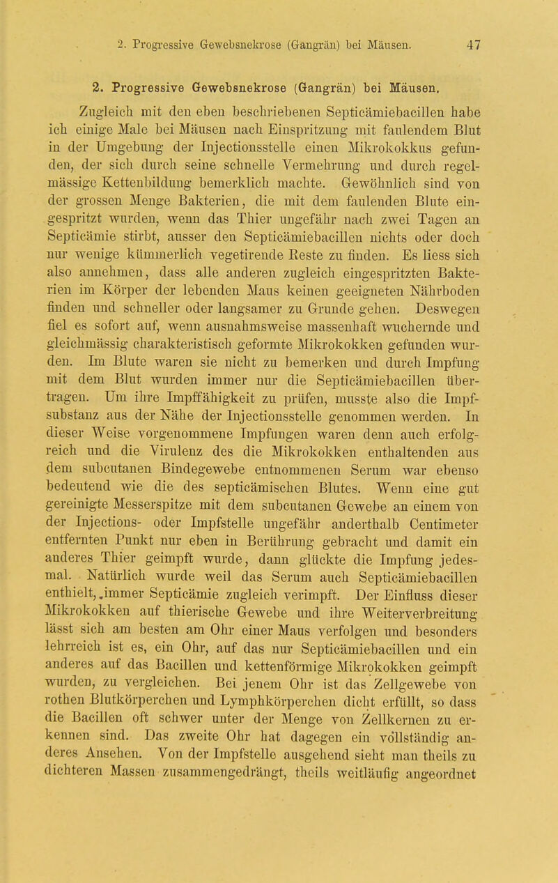 2. Progressive Gewebsnekrose (Gangrän) bei Mäusen, Zugleich mit den eben beschriebenen Septicämiebacillen habe ich einige Male bei Mäusen nach Einspritzung mit faulendem Blut in der Umgebung der Injectionsstelle einen Mikrokokkus gefun- den, der sich durch seine schnelle Vermehrung und durch regel- mässige Kettenbildung bemerklich machte. Gewöhnlich sind von der grossen Menge Bakterien, die mit dem faulenden Blute ein- gespritzt wurden, wenn das Thier ungefähr nach zwei Tagen an Septicämie stirbt, ausser den Septicämiebacillen nichts oder doch nur wenige kümmerlich vegetirende Beste zu finden. Es Hess sich also annehmen, dass alle anderen zugleich eingespritzten Bakte- rien im Körper der lebenden Maus keinen geeigneten Nährboden finden und schneller oder langsamer zu Grunde gehen. Deswegen fiel es sofort auf, wenn ausnahmsweise massenhaft vnichernde und gieichmässig charakteristisch geformte Mikrokokken gefunden wur- den. Im Blute waren sie nicht zu bemerken und durch Impfung mit dem Blut wurden immer nur die Septicämiebacillen tiber- tragen. Um ihre Impffähigkeit zu prüfen, musste also die Impf- substanz aus der Nähe der Injectionsstelle genommen werden. In dieser Weise vorgenommene Impfungen waren denn auch erfolg- reich und die Virulenz des die Mikrokokken enthaltenden aus dem subcutanen Bindegewebe entnommenen Serum war ebenso bedeutend wie die des septicämischen Blutes. Wenn eine gut gereinigte Messerspitze mit dem subcutanen Gewebe an einem von der Injections- oder Impfstelle ungefähr anderthalb Centimeter entfernten Punkt nur eben in Berührung gebracht und damit ein anderes Thier geimpft wurde, dann glückte die Impfung jedes- mal. Natürlich wurde weil das Serum auch Septicämiebacillen enthielt, .immer Septicämie zugleich verimpft. Der Einfluss dieser Mikrokokken auf thierische Gewebe und ihre Weiterverbreitung lässt sich am besten am Ohr einer Maus verfolgen und besonders lehrreich ist es, ein Ohr, auf das nur Septicämiebacillen und ein anderes auf das Bacillen und kettenförmige Mikr9kokken geimpft wurden, zu vergleichen. Bei jenem Ohr ist das Zellgewebe von rothen Blutkörperchen und Lymphkörperchen dicht erfüllt, so dass die Bacillen oft schwer unter der Menge von Zellkernen zu er- kennen sind. Das zweite Ohr hat dagegen ein vollständig an- deres Ansehen. Von der Impfstelle ausgehend sieht man theils zu dichteren Massen zusammengedrängt, theils weitläufig angeordnet