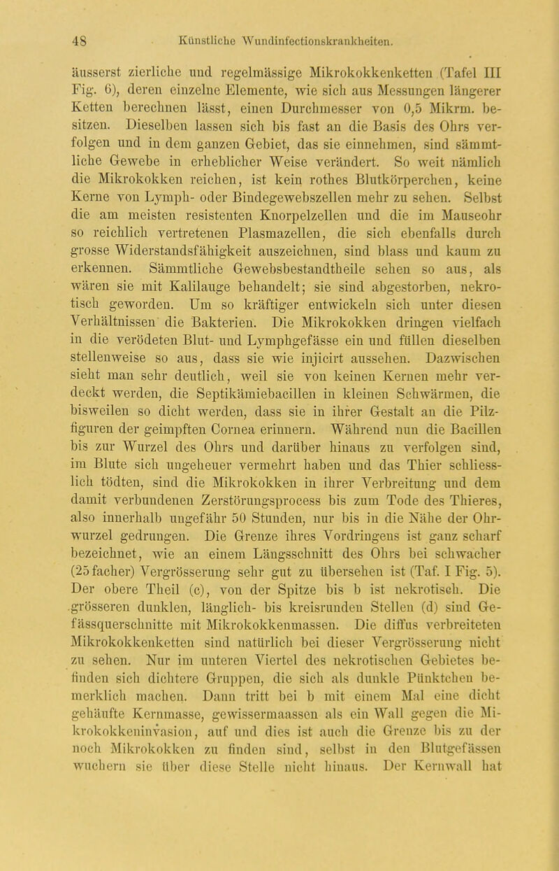 äusserst zierliche und regelmässige Mikrokokkenketten (Tafel III Fig. 6), deren einzelne Elemente, wie sich aus Messungen längerer Ketten berechnen lässt, einen Durchmesser von 0,5 Mikrm. be- sitzen. Dieselben lassen sich bis fast an die Basis des Ohrs ver- folgen und in dem ganzen Gebiet, das sie einnehmen, sind sämmt- liche Gewebe in erheblicher Weise verändert. So weit nämlich die Mikrokokken reichen, ist kein rothes Blutkörperchen, keine Kerne von Lymph- oder Bindegewebszellen mehr zu sehen. Selbst die am meisten resistenten Knorpelzellen und die im Mauseohr so reichlich vertretenen Plasmazellen, die sich ebenfalls dm*ch grosse Widerstandsfähigkeit auszeichnen, sind blass und kaum zu erkennen. Sämmtliche Gewebsbestandtheile sehen so aus, als wären sie mit Kalilauge behandelt; sie sind abgestorben, nekro- tisch geworden. Um so kräftiger entwickeln sich unter diesen Verhältnissen die Bakterien. Die Mikrokokken dringen vielfach in die verödeten Blut- und Lymphgefässe ein und füllen dieselben stellenweise so aus, dass sie wie injicirt aussehen. Dazwischen sieht man sehr deutlich, weil sie von keinen Kernen mehr ver- deckt werden, die Septikämiebacillen in kleinen Schwärmen, die bisweilen so dicht werden, dass sie in ihrer Gestalt an die Pilz- figuren der geimpften Cornea erinnern. Während nun die Bacillen bis zur Wurzel des Ohrs und darüber hinaus zu verfolgen sind, im Blute sich ungeheuer vermehrt haben und das Thier schliess- lich tödten, sind die Mikrokokken in ihrer Verbreitung und dem damit verbundenen Zerstörungsprocess bis zum Tode des Thieres, also innerhalb ungefähr 50 Stunden, nur bis in die Nähe der Ohr- wurzel gedrungen. Die Grenze ihres Vordringens ist ganz scharf bezeichnet, wie an einem Längsschnitt des Ohrs bei schwacher (25 fach er) Vergrösserung sehr gut zu übersehen ist (Taf. I Fig. 5). Der obere Theil (c), von der Spitze bis b ist nekrotiseh. Die .grösseren dunklen, länglich- bis kreisrunden Stellen (d) sind Ge- f ässquerschnitte mit Mikrokokkenmassen. Die diifus verbreiteten Mikrokokkenketten sind natürlich bei dieser Vergrösserung nicht zu sehen. Nur im unteren Viertel des nekrotischen Gebietes be- finden sich dichtere Gruppen, die sich als dunkle Pünktchen be- merklich machen. Dann tritt bei b mit einem Mal eine dicht gehäufte Kernmasse, gewissermaassen als ein Wall gegen die Mi- krokokkeninvasion, auf und dies ist auch die Grenze bis zu der noch Mikrokokken zu finden sind, selbst in den Blutgefässen wuchern sie über diese Stelle nicht hinaus. Der Kern wall hat