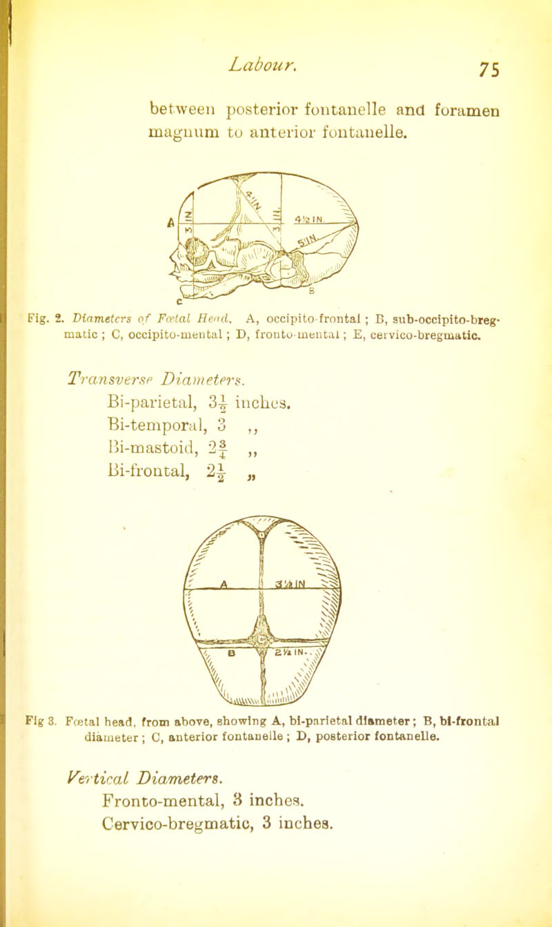 between posterior fontanelle and foramen magnum to anterior fontanelle. Fig. 2. Diameters of Fo'tal Head, A, occipito frontal ; B, 3iib-occipito-breg- matic ; C, occipito-mental; D, frontu mental; E, ceivico-bregmatic. Transverse Diameters. Bi-parietal, 3-g- inches. Bi-temporal, 3 Bi-mastoid, ,, Bi-frontal, 2| „ Fig 3. Fcetal head, from above, showing A, bl-parietal diameter; B, bl-frontal diameter ; C, anterior fontanelle ; D, pOBterior fontanelle. Vertical Diameters. Fronto-mental, 8 inches. Cervico-bregmatic, 3 inches.