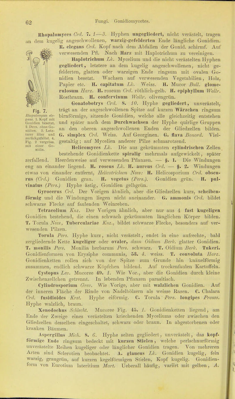 Fig. 7. Rhuimlomycea ele- t/«ns. L. Kopf inil Gonidien besetzt. 2. Dcrs. ohne Go- nidlon. 3. Letz- terer älter und surUckgefaltet 4. Fig. 2 vergriiss. mit einer Go- nidio. Rliopalomyces Crd. 7. 1—3. Hyphen ungegliedert, nicht verästelt, tragen an dem kugelig angeschwollenen, warzlg-gefeldorteii Ende längliche Gonidien. R. clcgans Crd. Kopf nach dem Abfallen der Gonid. schinnf. Auf verwesenden Pfl. Nacli Har/ mit Haplotrichum zu rereinigen. Haplotrichtiin Li: Mycelium und die nicht verästelten Hyphen gegliedert, letztere an dem kugelig angeschwollenen, nicht ge- felderten, glatten oder warzigen Ende ringsum mit ovalen Go- nidien besetzt. Wachsen auf verwesenden Vegetabilien, Holz, Papier etc. H. capitatum Lk. Weiss. H. Mucor Bull, gloine- rulosum Harz. H. roseum Crd. röthlich-gelb. H. cpipliylliun Wallr. Rostbraun. H. confervinum Wallr. olivengrün. Gonatobotrys Crd. 8. 10. Hyphe gegliedert, unverästelt, trägt an der angeschwollenen Spitze auf kurzen Wärzchen ringsum birnförmige, sitzende Gonidien, welche alle gleichzeitig entstehen und später nach dem Durchwachsen der Hyphe quirlige Gruppen an den oberen angeschwollenen Enden der Gliedzellcn bilden. G. simplex Crd. Weiss. Auf Georginen. G. flava Bonord. Viel- gestaltig ; auf Mycelien anderer Pilze schmarotzend. Helicomyces Lk. Die aus gekrüminten cyliiidrisclien Zellen bestehende Gonidienkette spiralig mehrmals aufgewickelt, später zerfallend. Heerdenwcise auf verwesenden Pflanzen. — §. 1. Die Windungen eng an einander liegend. H. roseus Lk. If. aureus Crd. — §. 2. Windungen etwas von einander entfernt, Heliootriohum Nees: H. Helicosporium Crd. obsen- rus (Crd.) Gonidien grau. H. vegetus (Pers.). Gonidien grün. H. piil- rinatns (Pers.) Hyphe ästig, Gonidien gelbgrün. Gyroccrus Crd. Der Vorigen ähnlich, aber die Gliedzellen kurz, scheiben- förmig und die Windungen liegen nicht aneinander. G. aminonis Crd. bildet schwarze Flecke auf faulenden Weinreben. Tctracolium Knz. Der Vorigen ähnlich, aber nur aus 4 fast kugeligen Gonidien bestellend, die einen schwach gekrümmten länglichen Körper bilden. T. Torula Nees, Tuberculariae Knz., bildet schwarze Flecke, besonders auf ver- wesenden Pilzen. Torula Pers. Hyphe kurz, nicht verästelt, endet in eine aufrechte, bald zergliedernde Kette kugeliger oder ovaler, dann OÜUum Berk, glatter Gonidien. T. moiülis Pers. Monilia herbarum Pers. schwarz. T. Oidium Berk. Tukcri. Gonidienformen von Erysiphe communis, 58. 4. weiss. T. convoluta Harz. Gonidicnketten rollen sich von der Spitze zum Grunde hin knäuelförmig zusammen, endlich schwarze Köpfchen bildend. Auf trockenfaulen Kartoffeln. Cystopus Leu. Mucoree 45). 1. Wie Vor., aber die Gonidien durch kleine Zwischenzellchen getrennt. In lebenden Pflanzen parasitisch. Cyliiidrosporium Grev. AVie Vorige, aber mit walzlichen Gonidien. Auf der inneren Fläche der Rinde von Nadelhölzern «als weisse Rasen. C. Chalara Crd. fusidioides Krst. Hyphe eiförmig. C. Torula' Pers. longipes Pretiss. Hyphe walzlich, braun. Xonodoelms Schlecht. Mucoree Fig. 45. 1. Gonidicnketten liegend, am Ende der Zweige eines verästelten kriechenden Myceliums oder zwischen den Gliedzollen desselben eingeschaltet, schwarz oder braun. In abgestorbenen oder kranken Baumen. Aspergillus Mich. 8. 6. Hyphe selten gegliedert, unverästelt, das kopf- Pörndgo Ende ringsum bedeckt mit kurzen Stielen, welche perlschnurförmig unverästelte Reihen kugeliger oder länglicher Gonidien tragen. Von mehreren Arien sind Sclerotien beobachtet. A. glauOUS Lk. Gonidien kugelig, lein warzig, graugrün, auf kurzen kegelförmigen Stielen, Kopf kugelig. Gonidien- fo rm von Eurotium lateritium Mart. Ueberall häufig, variirt mit gelben, A.