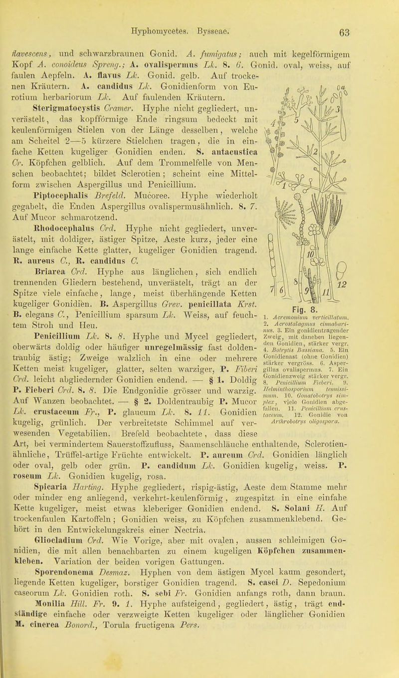 Aavescens, und schwarzbraunen Gonid. A. fumigatus; auch mit kegelförmigem Kopf A. conoideus Spreng.; A. oynlispcrinus Lk. 8. Ii. Gonid. oval, weiss, auf faulen Aepfeln. A. flavus Lk. Gonid. gelb. Auf trocke- nen Kräutern. A. Candidus Lk. Gonidienform von Eu- rotium herbariorum Lk. Auf faulenden Kräutern. Sterigrmatocystis Gramer. Hyphe nicht gegliedert, 1111- verästelt, das kopfformige Ende ringsum bedeckt mit keulenförmigen Stielen von der Länge desselben, welche am Scheitel 2—5 kürzere Stiddien tragen, die in ein- fache Ketten kugeliger Gonidien enden. S. antacustica Cr. Köpfchen gelblich. Auf dem Trommelfelle von Men- schen beobachtet; bildet Sclerotien; scheint eine Mittel- form zwischen Aspergillus und Penicillium. Piptoceplialis Brefeld. Mucoree. Hyphe wiederholt gegabelt, die Enden Aspergillus ovalispermusähnlich. 8. 7. Auf Mucor schmarotzend. Rliodocephalus Ord. Hyphe nicht gegliedert, unver- ästelt, mit doldiger, ästiger Spitze, Aeste kurz, jeder eine lange einfache Kette glatter, kugeliger Gonidien tragend, lt. aureus G, R. Candidus C. Briarea Crd. Hyphe aus länglichen, sich endlich trennenden Gliedern bestehend, unverästelt, trägt an der Spitze viele einfache, lange, meist überhängende Ketten kugeliger Gonidien. B. Aspergillus Grev. peuicillata Erst. B. elegans G, Penicillium sparsum Lk. Weiss, auf feuch- tem Stroh und Heu. Penicillium Lk. 8. 8. Hyphe und Mycel gegliedert, oberwärts doldig oder häufiger unregelmiissijr fast dolden- traubig ästig; Zweige walzlich in eine oder mehrere Ketten meist kugeliger, glatter, selten warziger, P. Fiberi Crd. leicht abgliedernder Gonidien endend. — § 1. Doldig P. Pieberi Ord. 8. 8. Die Endgonidie grösser und warzig. Auf Wanzen beobachtet. — § 2. Doldontraubig P. Mucor Lk. cnistaceuin Fr., P. glaucum Lk. 8. 11. Gonidien kugelig, grünlich. Der verbreitetste Schimmel auf ver- wesenden Vegetabilien. Brefeld beobachtete, dass diese Art, bei vermindertem Sauerstoffzufluss, Saamenschläuche enthaltende, Sclerotien- ähnliche, Trüffel-artige Früchte entwickelt. P. aureum Crd. Gonidien länglich oder oval, gelb oder grün. P. candiduni Lk. Gonidien kugelig, weiss. P. roseuin Lk. Gonidien kugelig, rosa. Spicaria Harting. Hyphe gegliedert, rispig-ästig, Aeste dem Stamme mehr oder minder eng anliegend, verkehrt-keulenförmig, zugespitzt in eine einfalle Kette kugeliger, meist etwas kleberiger Gonidien endend. S. Solani IL Auf trockenfaulen Kartoffeln; Gonidien weiss, zu Köpfchen zusammenklebend. Ge- hört in den Entwickelungskreis einer Nectria. Gliocladium Crd. Wie Vorige, aber mit ovalen, aussen schleimigen Go- nidien, die mit allen benachbarten zu einem kugeligen Köpfchen zusammen- kleben. Variation der beiden vorigen Gattungen. Sporcndoneina Desmaz. Hyphen von dem ästigen Mycel kaum gesondert, liegende Ketten kugeliger, borstiger Gonidien tragend. S. casei D. Sepedonium caseorum Lk. Gonidien roth. S. sebi Fr. Gonidien anfangs roth, dann braun. MoniIin Hill. Fr. 9. 1. Hyphe aufsteigend, gegliedert, ästig, trägt end- MÜndige einfache oder verzweigte Ketten kugeliger oder länglicher Gonidien M. cinerea Bonord., Torula fruetiarena Pers. Fig. 8. 1. Acremonium verticitlatum. 2. Acrostalaymus cinnalmri- nuB. 3. Ein gonUUentragender Zweig, mit daneben liegen- den Gonidien, stärker vergr. 4. Botrytis Bassiana. 5. Ein Gonidlenasi (ohne Gonidien) stärker vcrgrö'ss. C. Asper- gillus ovallspermns. 7. Ein Gonidicuzwcig stärker vergr. 8. Penicillium Fieberi. 0, ffetminthosporium tenuissi- mum. 10. Uouatobotrys Sim- plex f viele Gonidien nbge- falleu, 11. PpMcÜHum crus- taceum. 12. Gonidie von Arttwobotrys oligospora.
