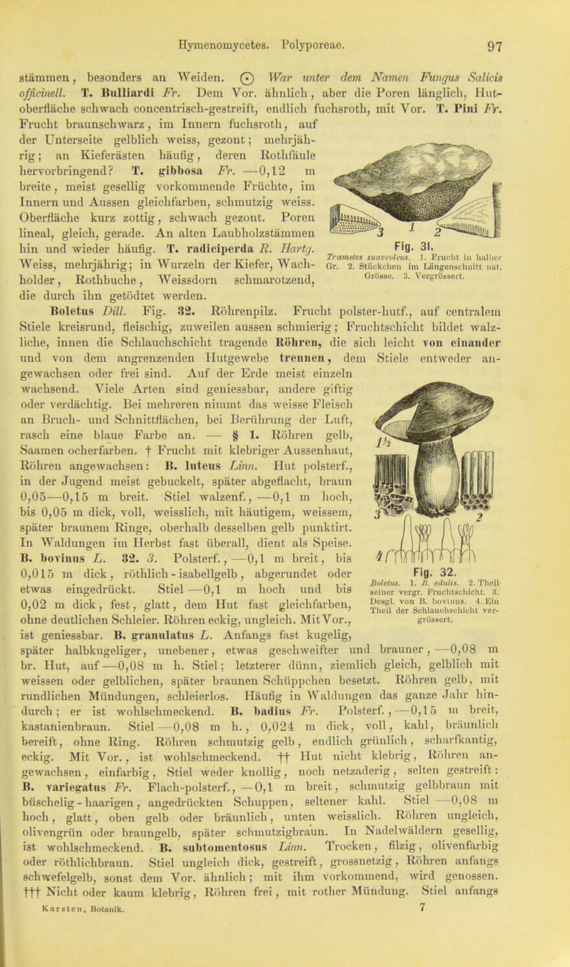 3 ± 2 Fig. 31. Trametei iitaveolent, l. Frucht in halber Gr. 2. Stückchen im Lnugenschnitt nat. Grösse. 3. Vergrüssert. Stämmen, besonders an Weiden. (•) War unter dem Namen Fungus Salicis officinell. T. Bullinrdi Fr. Dem Vor. ähnlich, aber die Poren länglich, Hut* oberfläche schwach concentrisch-gestreift, endlich fuchsroth, mit Vor. T. Pini Fr. Frucht braunschwarz, im Innern f'uehsroth, auf der Unterseite gelblich weiss, gezont; mehrjäh- rig; an Kieferästen häufig, deren Rothfäule hervorbringend? T. gibbosa Fr. —0,12 m breite, meist gesellig vorkommende Früchte, im Innern und Aussen gleichfarbeu, schmutzig weiss. Oberfläche kurz zottig, schwach gezont. Poren lineal, gleich, gerade. An alten Laubholzstämmen hin lind wieder häufig. T. radieiperda R. Hartg. Weiss, mehrjährig; in Wurzeln der Kiefer, Wach- holder , Rothbuche, Weissdorn schmarotzend, die durch ihn getödtet werden. Boletus Dill. Fig. 32. Röhrenpilz. Frucht polster-hutf., auf centralem Stiele kreisrund, fleischig, zuweilen aussen schmierig; Fruchtschicht bildet walz- liche, innen die Schlauchschicht tragende Röhren, die sich leicht von einander und von dem angrenzenden Hutgewebe trennen, dem Stiele entweder an- gewachsen oder frei sind. Auf der Erde meist einzeln wachsend. Viele Arten sind geniessbar, andere giftig oder verdächtig. Bei mehreren nimmt das weisse Fleisch an Bruch- und Schnittflächen, bei Berührung der Luft, rasch eine blaue Farbe an. — § 1. Röhren gelb, Saamen ocherfarben. f Frucht mit klebriger Aussenhaut, Röhren angewachsen: B. luteus Linn. Hut polsterf., in der Jugend meist gebuckelt, später abgeflacht, braun 0,05—0,15 m breit. Stiel walzenf., —-0,1 m hoch, bis 0,05 m dick, voll, weisslich, mit häutigem, weissem, später braunem Ringe, oberhalb desselben gelb punktirt. In Waldungen im Herbst fast überall, dient als Speise. B. bovinus L. 0,015 m dick. Fig. 32. Boletus. 1. B. edulis. -1. Tlwil seiner vergr. Fruchtschicht. 3. Desgl. von 13. bovinus. 4. Ein Tlieii der Behlauohschloht ver- grüssert. 32. 3. Polsterf.,—0,1 m breit, bis rötnlich - isabellgelb , abgerundet oder etwas eingedrückt. Stiel —0,1 m hoch und bis 0,02 m dick, fest, glatt, dem Hut fast gleichfarben, ohne deutlichen Schleier. Röhren eckig, ungleich. Mit Vor., ist geniessbar. B. granulatus L. Anfangs fast kugelig, später halbkugeliger, unebener, etwas geschweifter und brauner,—0,08 m br. Hut, auf—0,08 m h. Stiel; letzterer dünn, ziemlich gleich, gelblich mit weissen oder gelblichen, später braunen Schüppchen besetzt. Röhren gelb, mit rundlichen Mündungen, schleierlos. Häufig in Waldungen das ganze Jahr hin- durch ; er ist wohlschmeckend. B. badius Fr. Polsterf.,—0,15 m breit, kastanienbraun. Stiel—0,08 m h., 0,024 m dick, voll, kahl, bräunlich bereift, ohne Ring. Röhren schmutzig gelb, endlich grünlich, scharfkantig, eckig. Mit Vor., ist wohlschmeckend, ft Hu' nicht klebrig, Röhren an- gewachsen, einfarbig, Stiel weder knollig, noch netzaderig, selten gestreift: B. variegatus Fr. Flach-polsterf., — 0,1 m breit, schmutzig gelbbraun mit büschelig - haarigen, angedrückten Schuppen, seltener kahl. Stiel —0,08 m hoch, glatt, oben gelb oder bräunlich, unten weisslich. Röhren ungleich, olivengrün oder braungelb, später schmutzigbraun. In Nadelwäldern gesellig, ist wohlschmeckend. B. suMomentosus Linn. Trocken, filzig, olivenfarbig oder röthlichbraun. Stiel ungleich dick, gestreift, grossnetzig, Röhren anfangs schwefelgelb, sonst dem Vor. ähnlich; mit ihm vorkommend, wird genossen, ttt Nicht oder kaum klebrig, Röhren frei, mit rother Mündung. Stiel anfangs Karsten, Holunik. 7