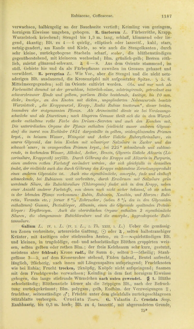 verwachsen, halbkugelig au der Bauchseite vertieft; Keimling von geringem, hornigem Eiweisse umgeben, gebogen. R. tinetorum L. Färberröthe, Krapp. Wurzclstock kriechend; Stengel bis 1,3 m. lang, schlaff, klimmend oder lie- gend, 4kantig; Bit. zu 4—-6 quirlig, elliptisch oder lanzettf., kahl, starr, netzig-geadert, am Rande und Kiele, so wie auch die Stengelkanten, durch sehr kleine, zurückgebogene Stacheln scharf, scaber, die blüthenständigen gegenüberstehend, mit kleineren wechselnd; Bim. grünlich-gelb; Beeren rüth- lich, zuletzt glänzend-schwarz. 2). 6 — 8. Aus dem Oriente stammend, im südl. Gebiete hie und da als Färbepflanze zuweilen im Grossen gebauet und verwildert. R. peregrina L. Wie Vor., aber die Stengel und die nicht netz- aderigen Bit. ausdauernd, die Kronenzipfel mit aufgesetzter Spitze, -jj 5. 6. Mittelmeergegenden; soll im Oriente cultivirt werden. Obs. und nur noch als Färbemittel dienend ist der geruchlose, bitterlich-süsse, adstringirende, getrocknet aus schwarzbrauner Binde und gelbem, porösem Holze bestehende, 4seiiige, bis 10 mm. dicke, knotige, an den Knoten mit dicken, ungegliederten Nebenwurzeln besetzte Wurzelstock, „die Krappwurzel, Krapp, Radix Rubiae tinetorum, dieser beiden, besonders der erstgenannten Pflanze. Als Arzneimittel diente sie bei Verdauungs- schwäche und als Diuretikum; nach längerem Genüsse iheilt sich die in dem Wurzel- stocke enthaltene rothe Farbe den Drüsen-Secreten und auch den Knochen mit. Die unterirdischen Organe der Pflanze enthalten (vielleicht ausser anderen Glycosi- den) die zuerst von Rochleder 1851 dargestellte in gelben, seidenglänzenden Prismen kryst., in heissem Wasser, Weingeist und Aether lösliche Ruberythrinsäure, ein saures Glycosid, das beim Kochen mit wässeriger Salzsäure in Zucker und das schwach saure, in Orangerothen Prismen kryst, bei 225 0 schmelzende und sublimi- rende, in kochendem Wasser, Alkohol, Aether, Benzin, Glycerin lösliche Alizarin (Li- zarinsäure, Krapproth) zerfällt. Durch Gährung des Krapps soll Alizarin in Purpurin, einen anderen rothen Farbstoff verändert werden, der sich gleichfalls in demselben findet, der vielleicht auch das durch Gährung des Krapps entstandene Zersetzungsprodukt eines anderen Glycosides ist. Auch eine eigentümliche, amorphe, fade und ekelhaft schmeckende, bei Rubiaceen weit verbreitete, durch Erwärmen mit Salzsäure, grün werdende Säure, die Rubichlorsäure (Chlorogenin) findet sich in dem Krapp, neben einer Anzahl anderer Farbstoffe, von denen noch nicht sicher bekannt, ob sie schon in der lebenden Pflanze vorkommen: Rubin, Rubiacin, Xanthin, und Harzen: Rubi- retin, Verantin etc.; ferner 8 °/0 Rohrzucker, (neben 8 °/o des in den Glycosiden enthaltenen) Gummi, Pectinkörper, Albumin, einen die Glycoside spaltenden Protein- körper: Ei-ythrocym. Auch die oberirdischen Organe enthalten 2 eigenthümliche Säuren, die obengenannte Rubichlorsäure und. die amorphe, hygroskopische Rubi- tannsäure. Galinm L. iv, l. L. (rv, 2. L., z. Th. xxm, i. L.) Ueber die gemässig- ten Zonen verbreitete, artenreiche Gattung, 0 oder 2)., selten halbstrauchiger Kräuter, mit 4seitigen oder stielrunden Aesten, zu 3 — coquirlständigen Bit. und kleinen, in trugdoldige, end- und achselständige Blüthen gruppirten weis- sen, selten gelben oder rothen Bim.; der freie Kelchsaum sehr kurz, gestutzt, meistens aber fehlend; Krone radf., ihr Saum 4-, selten 3—ötheilig; Staub- gefässe 3—5, auf dem Kronenrohre stehend, Fäden fadenf., Beutel aufrecht, länglich, 2fächerig, nach innen mit Längenspalten aufspringend; Fruchtknoten wie bei Rubia; Frucht trocken, 2knöpfig, Knöpfe nicht aufspringend; Saamen mit dem Fruchtgewebe verwachsen; Keimling in dem fast hornigem Eiweisse gebogen, das lange stielrunde Würzelchcn nach unten gewendet. § 1. Blüthe achselständig; Blüthenstiele kürzer als die 3rippigen Bit., nach der Befruch- tung zurückgekrümmt; Bim. polygam, gelb, Endblm. der Verzweigungen $ , fruchtbar, seitenständige ö; Früchte unter dem gleichfalls zurückgeschlagenen Stützblatte verborgen. Cruciata Tourn. G. Valantia L. Cruciata Scop. Rauhhaarig, bis 0,3 m. hoch; Bit, zu 4, lanzettf., mit abgerundetem Grunde, 75*