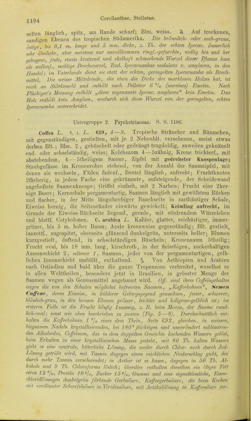 selten länglich, spitz, am Rande scharf; Bim. weiss. 4 Auf trockenen, sandigeTQ Ebenen des tropischen Südamerika. Die bräunlich- oder asch-graue, ästige', bis 0,1 m. lange und 5 mm. dicke, z. Th. der echten Ipecac. äusserlich sehr ähnliche, aber meistens nur unvollkommen ringf.-gefurchte} wellig hin und her qebogene, fade, etwas kratzend und ekelhaft schmeckende Wurzel dieser Pflanze kam als ivellenf., mehlige Brechwurzel, Bad. Tpecacuanliae undulata v. amylacea, in den Handel; im Vaterlande dient sie statt der echten, geringelten Ipecacuanha als Brech- mittel. Die weisse Mittelrinde, die etwa die Dicke des marklosen Holzes hat, ist reich an Stärkemehl und enthält ■nach Pelletier 6 % (unreines) Emetin. Nach Flückiger's Meinung enthält „diese sogenannte Ipecac. amylacea kein Emetin. Das Holz enthält kein Amylum., wodurch sich diese Wurzel von der geringelten, echten Ipecacuanha im terscheidet. Untergruppe 2. Psychotriaceae. S. S. 118G. Cofl'ea L. v, l. L. 010, 4 — 9. Tropische Sträucher und Bäumchen, mit gegenständigen, gestielten, mit je 2 Nebenbit. versehenen, meist etwas derben Bit.; Bim. $, gebüschelt oder gedrängt-trugdoldig, zuweilen geknäuelt end- oder achselständig, weiss; Kclchsaum 4—özähnig, Krone trichterf., mit abstehendem, 4 — Stheiligem Saume, Zipfel mit geureheter Knospenlage; Staubgefässe im Kronenrohre stehend, von der Anzahl der Saumzipfel, mit denen sie wechseln, Fäden fadenf., Beutel länglich, aufrecht; Fruchtknoten 2fächerig, in jedem Fache eine gekrümmte, aufsteigende, der Scheidewand angeheftete Saamcnknospe; Griffel einfach, mit 2 Narben; Frucht eine 2ker- nige Beere; Kernschale pergamentartig, Saamen länglich mit gewölbtem Rücken und flacher, in der Mitte längsfurchiger Bauchseite in zarthäutiger Schale, Eiweiss hornig, die Seitenränder einwärts gewiekelt; Keimling aufrecht, im Grunde der Eiweiss-ßUckseite liegend, gerade, mit stielrundem Würzelclien und blattf. Cotyledonen. C. arabica L. Kaliler, glatter, reichästiger, immer- grüner, bis > m. hoher Baum; Acste kreuzweise gegenständig; Bit. gestielt, lanzettf., zugespitzt, oberseit* glänzend dunkelgrün, unterseits heller; Blumen kurzgestielt, duftend, in achsclständigen Büscheln; Kronensaum ötheilig; Frucht oval, bis 18 mm. lang, kirschroth, in der fleischigen, zuckerhaltigen Aussenschicht 2, seltener 1, Saamen, jeder von der pergamentartigen, gelb- lichen Innenschicht umhüllt, enthaltend. S Von Aethiopien und Arabien nach Ostindien und bald über die ganze Tropenzone verbreitet, woselbst er in allen Welttheilen, besonders jetzt in Brasilien, in grösster Menge der Saamen wegen als Genussmittel angebauet wird. Off. sind ihres ('offeingehaltes wegen die von den Schalen möglichst befreieten Saamen, „Kaffeebohnen, Semen CofJ'eae, deren Eiweiss, in kühlerer Gebirgsgegend gewachsen, fester, schwerer, bläulich-grau, in den heissen Ebenen grösser, leichter und hellgrau-gelblich ist; im ersteren Falle ist die Frucht häufig lsaamig, z. B. beim Mocca, der Saame rund- lich-oval,; sonst wie oben, beschrieben zu zweien (Fig. 5—8). Durchschnittlich ent- halten die Kaffeebohnen 1 n/0 eines dem The'in, Seite 692, gleichen, in weissen, biegsamen Nadeln krystallisirenden, bei 180flüchtigen und unverändert sublimiren- den Alkaloides, Coffeinum, das in dem doppelten Gewichte kochenden Wassers gelöst, beim Erkalten zu einer krystallinischen. Masse gesteht, mit 80 Th. kalten Wassers giebt es eine neutrale, bitterliche Lösung, die weder durch Chlor- noch durch Jod- Lösung getrübt wird, mit Tannin dagegen einen reichlichen Niederschlag giebt, der durch mehr Tannin verschwindet; in Aether ist es kaum, dagegen in 50 Th. Al- kohols und 9 Th. Chloroforms löslich; überdies enthalten dieselben ein öliges Fett circa 120/B, Protein 10°/0, Zucker 15°/0, Gummi und eine eigentümliche, Eisen- chloridlösungen dunkelgrün färbende Gerbsäure, Kaffeegerbsäure, die beim Kochen mit verdünnter Schwefelsäure in Yiridinsänre, mit Aetzka/ilösung in Kaffeesäure zer-