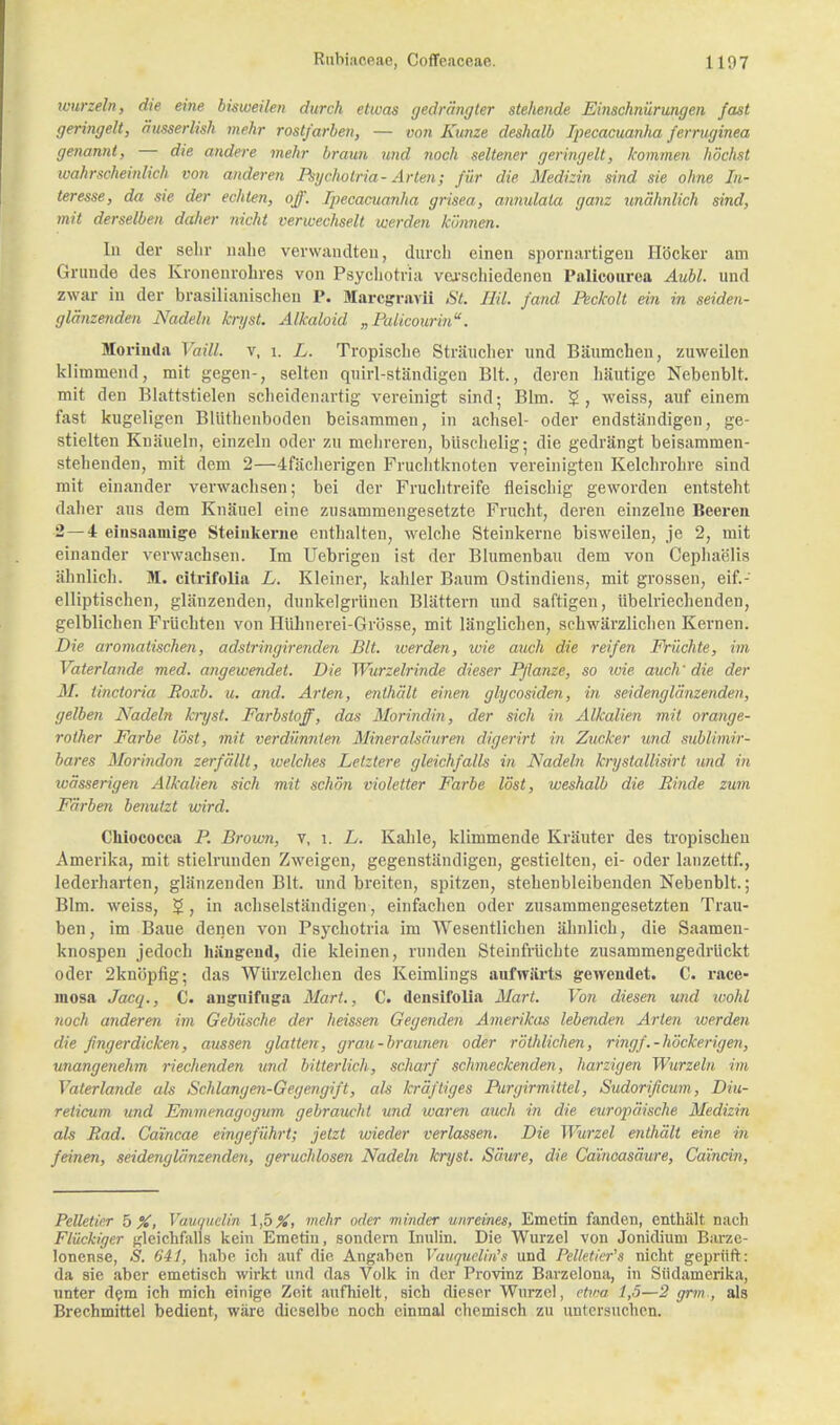 Kurzein, die eine bisweilen durch etwas gedrängter stehende Einschnürungen fast geringelt, äusserlish mehr rostfarben, — von Kunze deshalb Ipecacuanha ferruginea genannt, — die andere mehr braun und noch seltener geringelt, kommen höchst wahrscheinlich von anderen Psychotria-Arten; für die Medizin sind sie ohne In- teresse, da sie der echten, off. Ipecacuanha grisea, annulata ganz unähnlich sind, mit derselben daher nicht verwechselt werden können. In der sehr nahe verwandten, durch einen spornartigen Höcker am Grunde des Kronenrohres von Psychotria verschiedenen Palicourea Aubl. und zwar in der brasilianischen P. Marcgravii St. IM. fand Peckolt ein in seiden- glänzenden Nadeln kryst. Alkaloid „ Palicourm. Horinda Vaill. v, 1. L. Tropische Sträucher und Bäumchen, zuweilen klimmend, mit gegen-, selten quirl-ständigen Bit., deren häutige Nebenbit. mit den Blattstielen scheidenartig vereinigt sind; Bim. £, weiss, auf einem fast kugeligen Blüthenboden beisammen, in aclisel- oder endständigen, ge- stielten Knäueln, einzeln oder zu mehreren, büschelig-, die gedrängt beisammen- stehenden, mit dem 2—4fächerigen Fruchtknoten vereinigten Kelchrohre sind mit einander verwachsen; bei der Fruchtreife fleischig geworden entsteht daher aus dem Knäuel eine zusammengesetzte Frucht, deren einzelne Beeren 2—4 einsaainige Steiukerne enthalten, welche Steinkerne bisweilen, je 2, mit einander verwachsen. Im Uebrigen ist der Blumenbau dem von Cephaelis ähnlich. M. citrifolia L. Kleiner, kahler Baum Ostindiens, mit grossen, eif.- elliptischen, glänzenden, dunkelgrünen Blättern und saftigen, übelriechenden, gelblichen Früchten von Hühnerei-Grösse, mit länglichen, schwärzlichen Kernen. Die aromatischen, adstringirenden Bit. werden, wie auch die reifen Früchte, im Vaterlande med. angewendet. Die Wurzelrinde dieser Pflanze, so wie auch' die der M. linctoria Boxb. u. and. Arten, enthält einen glycosiden, in seidenglänzenden, gelben Nadeln kryst. Farbstoff, das Morindin, der sich in Alkalien mit orange- rother Farbe löst, mit verdünnten Mineralsäuren digerirt in Zucker und sublimir- bares Morindon zerfällt, welches Letztere gleichfalls in Nadeln krystallisirt und in wässerigen Alkalien sich mit schön violetter Farbe löst, weshalb die Binde zum Färben benutzt wird. Chiococca P. Brown, v, i. L. Kahle, klimmende Kräuter des tropischen Amerika, mit stielrunden Zweigen, gegenständigen, gestielten, ei- oder lanzettf., lederharten, glänzenden Bit. und breiten, spitzen, stehenbleibenden Nebenbit.; Bim. weiss, £ , in achselständigen, einfachen oder zusammengesetzten Trau- ben, im Baue denen von Psychotria im Wesentlichen ähnlich, die Saamen- knospen jedoch hängend, die kleinen, runden Steinfrüchte zusammengedrückt oder 2knöpfig; das Würzelchen des Keimlings aufwärts gewendet. C. race- mosa Jacq., C. anguifuga Mart., C. densifolia Mart. Von diesen und wohl noch anderen im Gebüsche der heissen Gegenden Amerikas lebenden Arten werden die fingerdicken, aussen glatten, grau-braunen oder röthlichen, ringf.-höckerigen, unangenehm riechenden und bitterlich, scharf schmeckenden, harzigen Wurzeln im Vaterlande als Schlangen-Gegengift, als kräftiges Purgirmittel, Sudorificum, Diu- reticum und Emmenagogum gebraucht und waren auch in die europäische Medizin als Bad. Ca'incae eingeführt; jetzt wieder verlassen. Die Wurzel mithält eine in feinen, seidenglänzenden, geruchlosen Nadeln kryst. Säure, die Caincasäure, Caincin, Pelletier 5 %, Vauquelin mehr oder minder unreines, Emctin fanden, enthält nach Flückiger gleichfalls kein Emetiu, sondern Innlin. Die Wurzel von Jonidium Barze- lonense, S. 641, habe ich auf die Angaben Vauquelin's und Pelletier's nicht geprüft: da sie aber emetisch wirkt und das Volk in der Provinz Barzelona, in Südamerika, unter dem ich mich einige Zeit aufhielt, sich dieser Wurzel, etwa 1,5—2 grm., als Brechmittel bedient, wäre dieselbe noch einmal chemisch zu untersuchen.