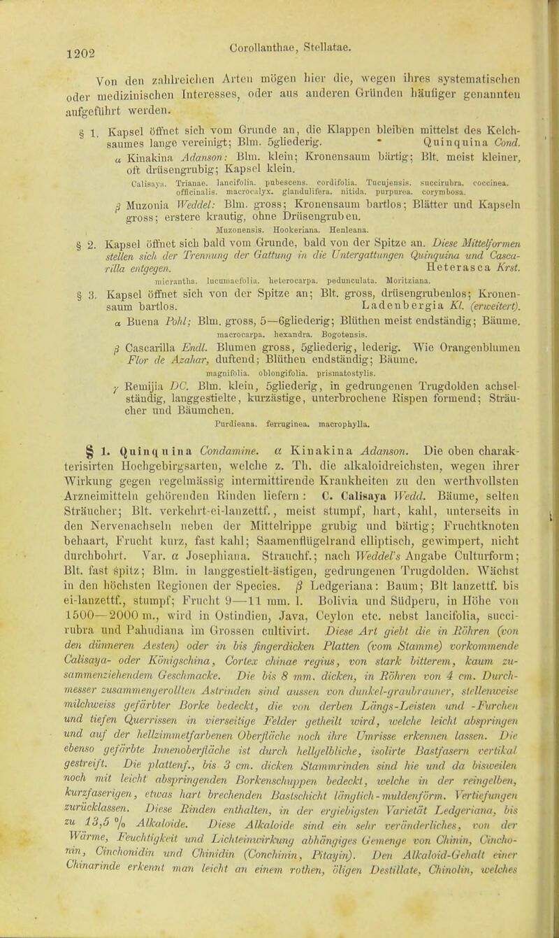 Von den zahlreichen Arten mögen liier die, wegen ihres systematischen oder medizinischen Interesses, oder ans anderen Gründen häufiger genannten aufgeführt werden. § 1. Kapsel öffnet sich vom Grunde an, die Klappen bleiben mittelst des Kelch- saumes lange vereinigt; Bim. ögliederig. * Quinquina Cond. a Kinakina Adanson: Bim. klein; Kronensaum bartig; 151t. meist kleine]', oft drüsengrubig; Kapsel klein. Calisaya. Trianae. laneifolia. pnbescens. cordirolia. Tiicujt'iisis. succirubra. coccinea. offtcinalis. macrocaljXi glandulifüra. nitida, purpnrca. corymbotm. ß Muzonia Weddel: Bhn. gross; Kronensaum bartlos; Blätter und Kapseln gross; erstere krautig, ohne Driiscngruben. STuzonenais. Hookeriana. Heuleana. § 2. Kapsel öffnet sich bald vom Grunde, bald von der Spitze an. Diese Mittelfwmen stellen sich der Trennung der Gattung in die Untergattungen Quinquina und Cascu- rilla entgegen. Hetcrasca Krst. miotantlia. lucumai'iblia. beluroearpa. peduuculatu. aloritziana. § 3. Kapsel öffnet sich von der Spitze an; Bit. gross, driisengrubenlos; Kronen- saum bartlos. Ladenbergia Kl. (ericeitert), a Buena Pohl; Bim. gross, 5—Ggliederig; Blüthen meist endständig; Bäume. macrocarpa. hexandra. Bogotensis. ß Cascarilla Endl. Blumen gross, ögbederig, lederig. Wie Orangenbluineu Flur de Azaliar, duftend; Blüthen endständig; Bäume. magnifnlia. oblongiiblia. prismatostylis. y Remijia DG. Bim. klein, ögliederig, in gedrungenen Trugdolden achsel ständig, langgestielte, kurzästige, unterbrochene Rispen formend; Sträu- cher und Bäumchen. Purdioana. ferruginoa. macropnylla. § 1. (Juiiit[ u ina Condamine. a Kinakina Adanson. Die oben charak- terisirten Hochgebirgsarten, welche z. Th. die alkaloidreichsten, wegen ihrer Wirkung gegen regelmässig intermittireude Krankheiten zu den werthvollsteii Arzneimitteln gehörenden Rinden liefern : C. Calisaya Wedd. Bäume, selten StrSucher; Bit. verkehrt-ei-lanzettf., meist stumpf, hart, kahl, unterseits in den Nervenachseln neben der Mittelrippe grubig und bärtig; Fruchtknoten behaart, Frucht kurz, fast kahl; Saamenflügelrand elliptisch, gewimpert, nicht durchbohrt. Vrar. a Josephiana. Strauchf.; nach Weddel's Angabe Gulturform; Bit. fast spitz; Bim. in langgestielt-ästigen, gedrungenen Trugdoldcn. Wächst in den höchsten Regionen der Specics. ß Ledgeriana: Baum; Bit lanzettf. bis ei-lanzettf., Stumpf; Frucht 9—-11 mm. 1. Bolivia und SUdperu, in Höhe von 1500—2000 m., wird in Ostindien, Java, Ceylon etc. nebst laneifolia, succi- rubrä und Pahndiana im Grossen cultivirt. Diese Art giebt die in Bohren (von den dünneren Aesten) oder in bis fingerdicken Platten (vom Stamme) vorkommende Calisaya- oder Königschina, Cortex chinae regius, von stark bitterem, kaum zu- sammenziehendem Geschmacke. Die bis 8 mm. dicken, in Bohren von 4 cm. Durch- messer zusammengerollten Aslriuden sind aussen von dunkel-graubrauner, stellenweise milchweiss gefärbter Borke bedeckt, die von derben Längs-Leisten und -Furchen und tiefen Querrissen in vierseitige Felder getheilt wird, welche leicht abspringen und auf der hellzimmetfarbenen Oberfläche noch ihn- Umrisse erkennen lassen. />«• ebenso gefärbte limenoberjläche ist durch hellgelbliche, isolirte Bastfasern vertikal gestreift. Die plattenf., bis 3 cm. dicken Slammri?iden sind hie und da bisweilen noch mit leicht abspringenden Borkenschuppen bedeckt, welche in der reingelben, kurzfaserigen, etwas hart brechenden Baslschicht länglich-muldenförm. Vertiefungen zurücklassen. Diese Binden enthalten, in der ergiebigsten Varietät Ledgeriana, bis zu 13,5 °/o Alkaloide. Diese Alkaloide sind ein sehr veränderliches, von der Warme, Feuchtigkeit, und Lichteinwirkung abhängiges Gemenge von Chinin, Cincho- nin, Cinchonidin und Chinidin (Conchinin, Pitayiti). Den Alkaloid-Gehalt einer Chmarinde erkennt man leicht an einem rotJien, öligen Destillate, Chinolin, welches