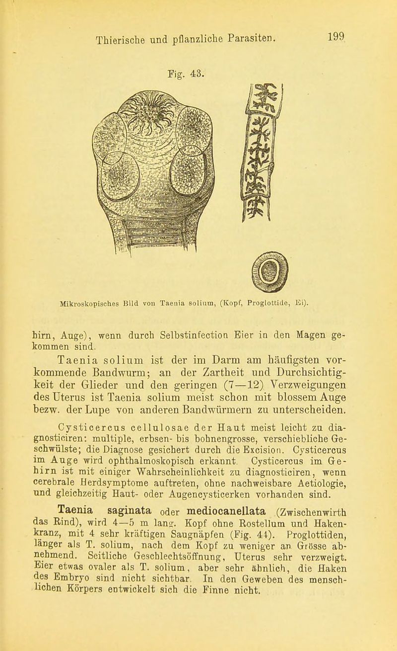 Fig. 43. Mikroskopisches Bild von Taenia solium, (Kopf, Proglottide, Ei). him, Auge), wenn durch Selhstinfection Eier in den Magen ge- kommen sind. Taenia solium ist der im Darm am häufigsten vor- kommende Bandwurm; an der Zartheit und Durchsichtig- keit der Glieder und den geringen (7—12) Verzweigungen des Uterus ist Taenia solium meist schon mit blossem Auge bezw. der Lupe von anderen Bandwürmern zu unterscheiden. Cysticercus cellulosae der Haut meist leicht zu dia- gnostioiren: multiple, erbsen- bis bohnengrosse, verschiebliche Ge- schwülste; die Diagnose gesichert durch dleExcision. Cysticercus im Auge wird ophthalmoskopisch erkannt. Cysticercus im Ge- hirn ist mit einiger Wahrscheinlichkeit zu diagnosticiren, wenn cerebrale Herdsymptome auftreten, ohne nachweisbare Aetiologie, und gleichzeitig Haut- oder Augencysticerken vorhanden sind. Taenia saginata oder mediocanellata (Zwischenwirth das Rind), wird 4—5 m lansr. Kopf ohne Rostellum und Haken- kranz, mit 4 sehr kräftigen Saugnäpfen (Fig. 44). Proglottiden, länger als T. solium, nach dem Kopf zu weniger an Grösse ab- nehmend. Seitliche Geschlechtsöffnung, Uterus sehr verzweigt. Eier etwas ovaler als T. solium, aber sehr ähnlich, die Haken des Embryo sind nicht sichtbar. In den Geweben des mensch- lichen Körpers entwickelt sich die Finne nicht.