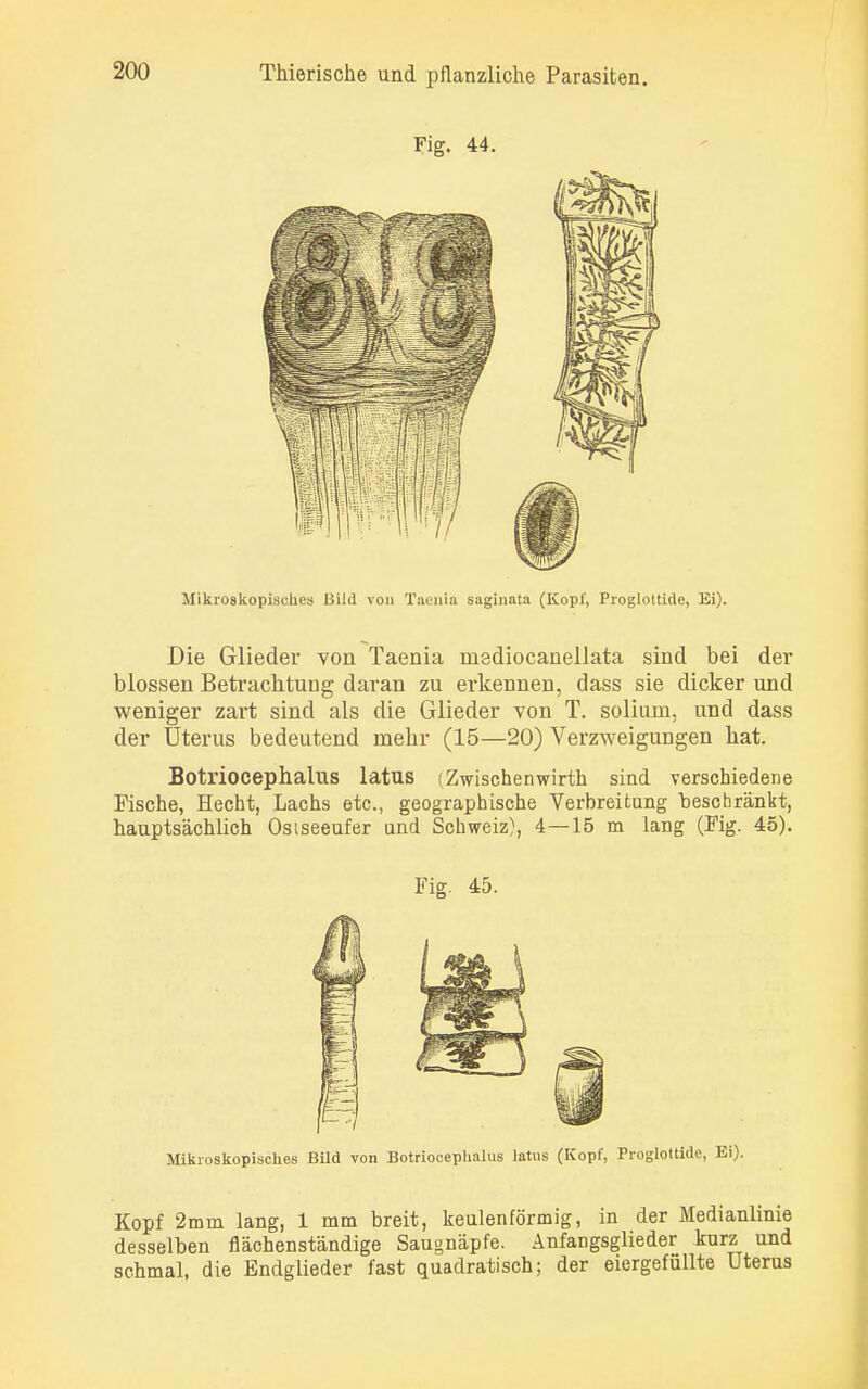Fig. 44. Mikroskopisches Bild von Taenia saginata (Kopf, Progloltide, Ei). Die Glieder von Taenia msdiocanellata sind bei der blossen Betrachtung daran zu erkennen, dass sie dicker und weniger zart sind als die Glieder von T. solium, und dass der Uterus bedeutend mehr (15—20) Verzweigungen hat. Botriocephalus latus (Zwischenwirth sind verschiedene Fische, Hecht, Lachs etc., geographische Verbreitung beschränkt, hauptsächlich Ostseeufer und Schweiz), 4—15 m lang (Fig. 45). Fig. 45. Mikroskopisches Bild von Botriocephalus latus (Kopf, Proglottide, Ei). Kopf 2mm lang, 1 mm breit, keulenförmig, in der Medianlinie desselben flächenständige Saugnäpfe. Anfangsglieder kurz und schmal, die Endglieder fast quadratisch; der eiergefdllte Uterus