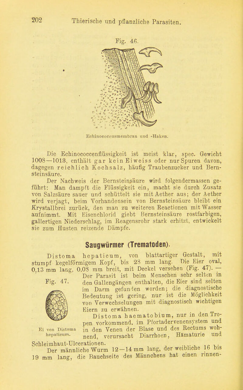 Die Echinococcenflüssigkeit ist meist klar, spec. Gewicht 1008—1013, enthält gar keinEiweiss oder nurSpuren davon, dagegen reichlich Kochsalz, häufig Traubenzucker und Bern- steinsäure. Der Nachweis der Bernsteinsäure wird folgendermassen ge- führt: Man dampft die Flüssigkeit ein, macht sie durch Zusatz von Salzsäure sauer und schüttelt sie mitAether aus; der Aether wird verjagt, beim Vorhandensein von Bernsteinsäure bleibt ein Krystallbrei zurück, den man zu weiteren Reactionen mit Wasser aufnimmt. Mit Eisenchlorid giebt Bernsteinsäure rostfarbigen, gallertigen Niederschlag, im Reagensrobr stark erhitzt, entwickelt sie zum Husten reizende Dämpfe. Saugwürmer (Trematoden). Distoma hepaticum, von blattartiger Gestalt, mit stumpf kegelförmigem Kopf, bis 28 mm lang. Die Eier oval, 0,13 mm lang, 0,08 mm breit, mit Deckel versehen (Fig. 47). — Der Parasit ist beim Menschen sehr seitun in den Gallengängen enthalten, die Eier sind selten im Darm gefunden worden; die diagnostische Bedeutung ist gering, nur ist die Möglichkeit von Verwechselungen mit diagnostisch wichtigen Eiern zu erwähnen. Distoma haematobium, nur in den Tro- pen vorkommend, im Pfortadervenensystem und in den Venen der Blase und des Rectums woh- nend, verursacht Diarrhoen, Hämaturie und Schleimhaut-Ülcerationen. Der männliche Wurm 12-14 mm lang, der weibliche lb bis 19 mm lang, die Bauchseite des Männchens hat einen rinnen- Ei von Distoma hepaticum.