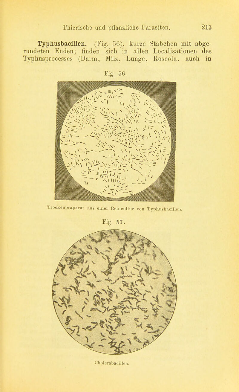 Typhusbacillen. (Fig. 56), kurze Stäbchen mit abge- rundeten Enden; finden sich in allen Localisationen des Typhusprocesses (Darm, Milz, Lunge, Roseola, auch in Fig 56. Trockenpräparat ans einer Reincultur vou Typhusbacillen. Fig. 57. Cliolerabacülon.