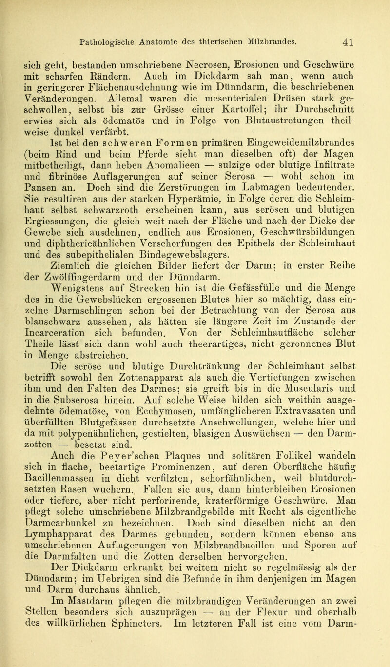 sich geht; bestanden umschriebene Necrosen^ Erosionen und Geschwüre mit scharfen Rändern. Auch im Dickdarm sah man, wenn auch in geringerer Flächenausdehnung wie im Dünndarm, die beschriebenen Veränderungen. Allemal waren die mesenterialen Drüsen stark ge- schwollen ^ selbst bis zur Grösse einer Kartoffel; ihr Durchschnitt erwies sich als ödematös und in Folge von Blutaustretungen theil- weise dunkel verfärbt. Ist bei den schweren Formen primären Eingeweidemilzbrandes (beim Rind und beim Pferde sieht man dieselben oft) der Magen mitbetheiligt, dann heben Anomalieen — sulzige oder blutige Infiltrate und fibrinöse Auflagerungen auf seiner Serosa — wohl schon im Pansen an. Doch sind die Zerstörungen im Labmagen bedeutender. Sie resultiren aus der starken Hyperämie^ in Folge deren die Schleim- haut selbst Schwarzroth erscheinen kann^ aus serösen und blutigen Ergiessungen, die gleich weit nach der Fläche und nach der Dicke der Gewebe sich ausdehnen, endlich aus Erosionen^ Geschwürsbildungen und diphtherieähnlichen Verschorfungen des Epithels der Schleimhaut und des subepithelialen Bindegewebslagers. Ziemlich die gleichen Bilder liefert der Darm; in erster Reihe der Zwölffingerdarm und der Dünndarm. Wenigstens auf Strecken hin ist die Gefässfülle und die Menge des in die Gewebslücken ergossenen Blutes hier so mächtig, dass ein- zelne Darmschlingen schon bei der Betrachtung von der Serosa aus blauschwarz aussehen, als hätten sie längere Zeit im Zustande der Incarceration sich befunden. Von der Schleimhautfläche solcher Theile lässt sich dann wohl auch theerartiges, nicht geronnenes Blut in Menge abstreichen. Die seröse und blutige Durchtränkung der Schleimhaut selbst betrifft sowohl den Zottenapparat als auch die. Vertiefungen zwischen ihm und den Falten des Darmes; sie greift bis in die Muscularis und in die Subserosa hinein. Auf solche Weise bilden sich weithin ausge- dehnte ödematöse, von Ecchymosen, umfänglicheren Extravasaten und überfüllten Blutgefässen durchsetzte Anschwellungen, welche hier und da mit poljpenähnhchen, gestielten, blasigen Auswüchsen — den Darm- zotten — besetzt sind. Auch die Peyer'schen Plaques und solitären Follikel wandeln sich in flache, beetartige Prominenzen, auf deren Oberfläche häufig Bacillenmassen in dicht verfilzten, schorfähnlichen, weil blutdurch- setzten Rasen wuchern. Fallen sie aus, dann hinterbleiben Erosionen oder tiefere, aber nicht perforirende, kraterförmige Geschwüre. Man pflegt solche umschriebene Milzbrandgebilde mit Recht als eigentliche DarmcarbUnkel zu bezeichnen. Doch sind dieselben nicht an den Lymphapparat des Darmes gebunden, sondern können ebenso aus umschriebenen Auflagerungen von Milzbrandbacillen und Sporen auf die Darmfalten und die Zotten derselben hervorgehen. Der Dickdarm erkrankt bei weitem nicht so regelmässig als der Dünndarm; im Uebrigen sind die Befunde in ihm denjenigen im Magen und Darm durchaus ähnlich. Im Mastdarm pflegen die milzbrandigen Veränderungen an zwei Stellen besonders sich auszuprägen — an der Flexur und oberhalb des willkürlichen Sphincters. Im letzteren Fall ist eine vom Darm-