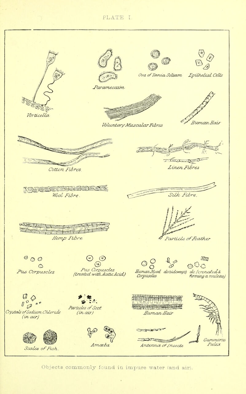 (treated wUkAce^Acui) Corpu^d£s forrnuyi aroulccuLj