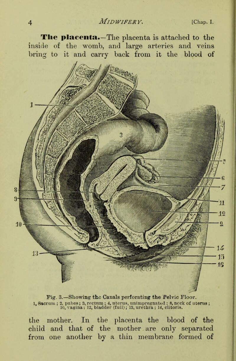 The placenta.—The placenta is attached to the inside of the womb, and large arteries and veins bring to it and carry back from it the blood of Fig. 3.—Showing- the Canals perforating the Pelvic Floor. 1, Sacrum ; 2, pubes; 3, rectum ; 4, uterus, unirapregnated : 8, neck of uterus ; 10, vagina: 12, bladder (full;; 13, urethra ; 14, clitoris. the mother. In the placenta the blood of the child and that of the mother are only separated from one another by a thin membrane formed of