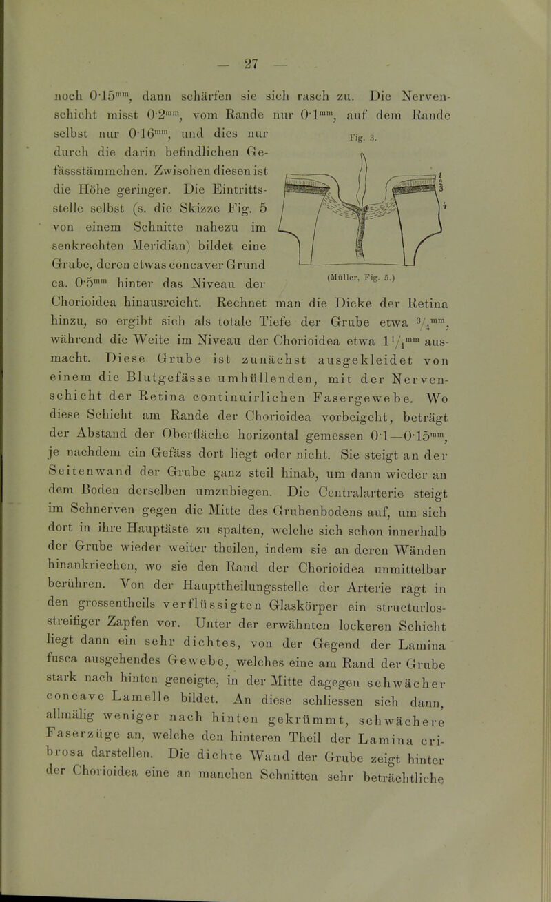 Fig. 3. noch O-lö, dann schärfen sie sicli rasch zu. Die Nerven- schiclit misst 0-2'', vom Rande nur O-l''^ auf dem Rande selbst nur 0'16, und dies nur durch die darin befindlichen Ge- fässstämrachen. Zwischen diesen ist die Höhe geringer. Die Eintritts- stelle selbst (s. die Skizze Fig. 5 von einem Schnitte nahezu im senkrechten Meridian) bildet eine Grube, deren etwas concaver Grund ca. 0-5'' hinter das Niveau der '^ Chorioidea hinausreicht. Rechnet man die Dicke der Retina hinzu, so ergibt sich als totale Tiefe der Grube etwa ^Z^™, während die Weite im Niveau der Chorioidea etwa l'/4™'' macht. Diese Grube ist zunächst ausgekleidet aus- von einem die Blutgefässe umhüllenden, mit der Nerven- schicht der Retina continuirlichen Fasergewebe. Wo diese Schicht am Rande der Chorioidea vorbeigeht, beträgt der Abstand der Oberfläche horizontal gemessen O l—O-lö!, je nachdem ein Gefäss dort liegt oder nicht. Sie steigt an der Seitenwand der Grube ganz steil hinab, um dann wieder an dem Boden derselben umzubiegen. Die Centraiarterie steigt im Sehnerven gegen die Mitte des Grubenbodens auf, um sich dort in ihre Hauptäste zu spalten, welche sich schon innerhalb der Grube wieder weiter theilen, indem sie an deren Wänden hinankriechen, wo sie den Rand der Chorioidea unmittelbar berühren. Von der Haupttheilungsstelle der Arterie ragt in den grossentheils verflüssigten Glaskörper ein structurlos- streifiger Zapfen vor. Unter der erwähnten lockeren Schicht liegt dann ein sehr dichtes, von der Gegend der Lamina fusca ausgehendes Gewebe, welches eine am Rand der Grube stark nach hinten geneigte, in der Mitte dagegen schwächer concave Lamelle bildet. An diese schliessen sich dann, allmälig weniger nach hinten gekrümmt, schwächere Faserzüge an, welche den hinteren Theil der Lamina cri- brosa darstellen. Die dichte Wand der Grube zeigt hinter der Chorioidea eine an manchen Schnitten sehr beträchtliche