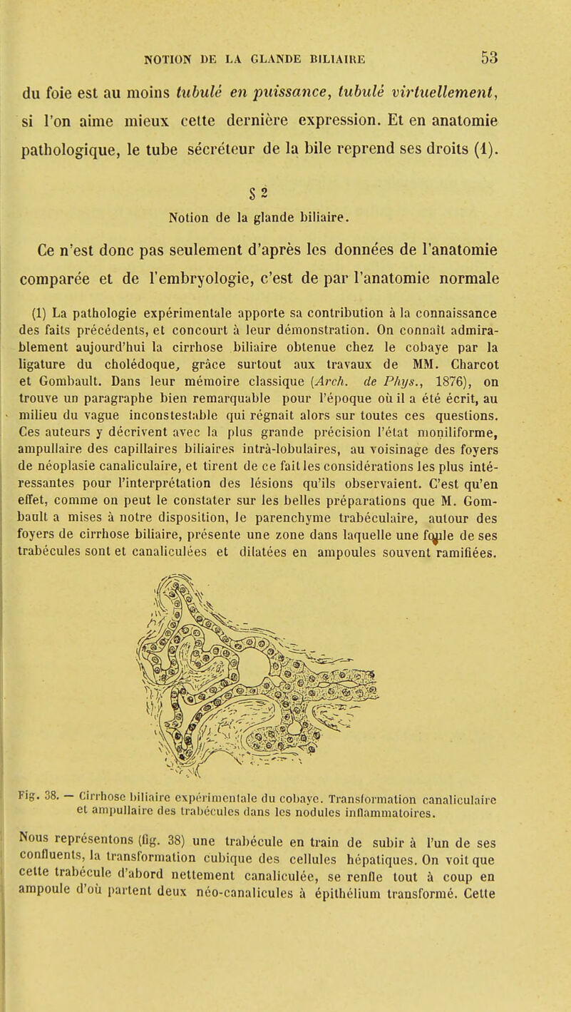 du foie est au moins tubulé en puissance, tubalé virtuellement, si l'on aime mieux cette dernière expression. Et en analomie pathologique, le tube sécréteur de la bile reprend ses droits (1). S 2 Notion de la glande biliaire. Ce n'est donc pas seulement d'après les données de l'anatomie comparée et de l'embryologie, c'est de par l'anatomie normale (1) La pathologie expérimentale apporte sa contribution à la connaissance des faits précédents, et concourt à leur démonstration. On connaît admira- blement aujourd'hui la cirrhose biliaire obtenue chez le cobaye par la ligature du cholédoque, grâce surtout aux travaux de MM. Charcot et Gombault. Dans leur mémoire classique (Areh. de Pliys., 1876), on trouve un paragraphe bien remarquable pour l'époque où il a été écrit, au milieu du vague inconslestable qui régnait alors sur toutes ces questions. Ces auteurs y décrivent avec la plus grande précision l'état moniliforme, ampullaire des capillaires biliaires intrà-lobulaires, au voisinage des foyers de néoplasie canaliculaire, et tirent de ce failles considérations les plus inté- ressantes pour l'interprétation des lésions qu'ils observaient. C'est qu'en effet, comme on peut le constater sur les belles préparations que M. Gom- baalt a mises à notre disposition, le parenchyme trabéculaire, autour des foyers de cirrhose biliaire, présente une zone dans laquelle une fqnle de ses trabécules sont et canaliculées et dilatées en ampoules souvent ramifiées. Fig. 38. — Cirrhose biliaire expérimentale du cobaye. Transformation canaliculaire et ampullaire des trabécules dans les nodules inflammatoires. Nous représentons (fig. 38) une trabécule en train de subir à l'un de ses confluents, la transformation cubique des cellules hépatiques. On voit que cette trabécule d'abord nettement canaliculée, se renfle tout à coup en ampoule d'où partent deux néo-canalicules à épithélium transformé. Cette