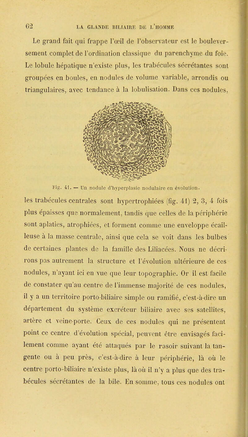 Le grand fait qui frappe l'œil de l'observateur est le boulever- sement complet de l'ordination classique du parenchyme du foie. Le lobule hépatique n'existe plus, les trabécules sécrétantes sont groupées en boules, en nodules de volume variable, arrondis ou triangulaires, avec tendance à la lobulisation. Dans ces nodules, t'ig. 41. — Un nodule d'hyperplasie nodulaire en évolution. les trabécules centrales sont hypertrophiées (fig. 41) 2, 3, 4 fois plus épaisses que normalement, tandis que celles de la périphérie sont aplaties, atrophiées, et forment comme une enveloppe écail- leuse à la masse centrale, ainsi que cela se voit dans les bulbes de certaines plantes de la famille des Liliacées. Nous ne décri- rons pas autrement la structure et l'évolution ultérieure de ces nodules, n'ayant ici en vue que leur topographie. Or il est facile de constater qu'au centre de l'immense majorité de ces nodules, il y a un territoire porto-biliaire simple ou ramifié, c'est-à-dire un département du système excréteur biliaire avec ses satellites, artère et veine-porte. Ceux de ces nodules qui ne présentent point ce centre d'évolution spécial, peuvent être envisagés faci- lement comme ayant été attaqués par le rasoir suivant la tan- gente ou à peu près, c'est-à-dire à leur périphérie, là où le centre porto-biliaire n'existe plus, là où il n'y a plus que des tra- bécules sécrétantes de la bile. En somme, tous ces nodules ont