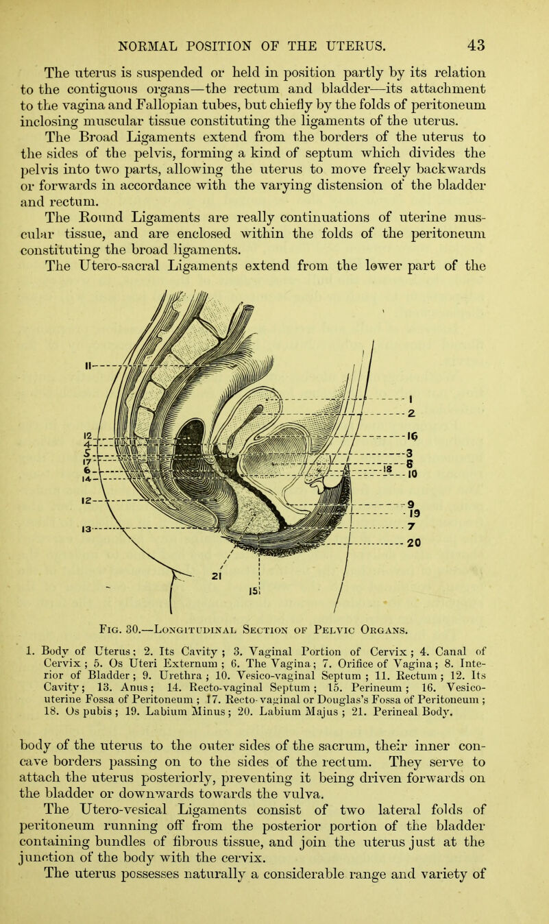 The uterus is suspended or held in position partly by its relation to the contiguous organs—the rectum and bladder—its attachment to the vagina and Fallopian tubes, but chiefly by the folds of peritoneum inclosing muscular tissue constituting the ligaments of the uterus. The Broad Ligaments extend from the borders of the uterus to the sides of the pelvis, forming a kind of septum which divides the pelvis into two parts, allowing the uterus to move freely backwards or forwards in accordance with the varying distension of the bladder and rectum. The Kound Ligaments are really continuations of uterine mus- cular tissue, and are enclosed within the folds of the peritoneum constituting the broad ligaments. The Utero-sacral Ligaments extend from the lower part of the Fig, 30.—Longitudinal Section of Pelvic Organs. 1. Body of Uterus; 2. Its Cavity ; 3. Vaginal Portion of Cervix ; 4. Canal of Cervix ; 6. Os Uteri Externum ; 6. The Vagina; 7. Orifice of Vagina; 8, Inte- rior of Bladder ; 9. Urethra ; 10. Vesico-vaginal Septum ; 11. Rectum ; 12. Its Cavity; 13. Anus; 14. Recto-vaginal Septum ; 15. Perineum ; 16. Vesico- uterine Fossa of Peritoneum ; 17. Recto-vaginal or Douglas's Fossa of Peritoneum ; 18. Os pubis ; 19. Labium Minus; 20. Labium Majus ; 21. Perineal Body. body of the uterus to the outer sides of the sacrum, their inner con- cave borders passing on to the sides of the rectum. They serve to attach the uterus posteriorly, preventing it being driven forwards on the bladder or downwards towards the vulva. The TJtero-vesical Ligaments consist of two lateral folds of peritoneum running off from the posterior portion of the bladder containing bundles of fibrous tissue, and join the uterus just at the junction of the body with the cervix. The uterus possesses naturally a considerable range and variety of