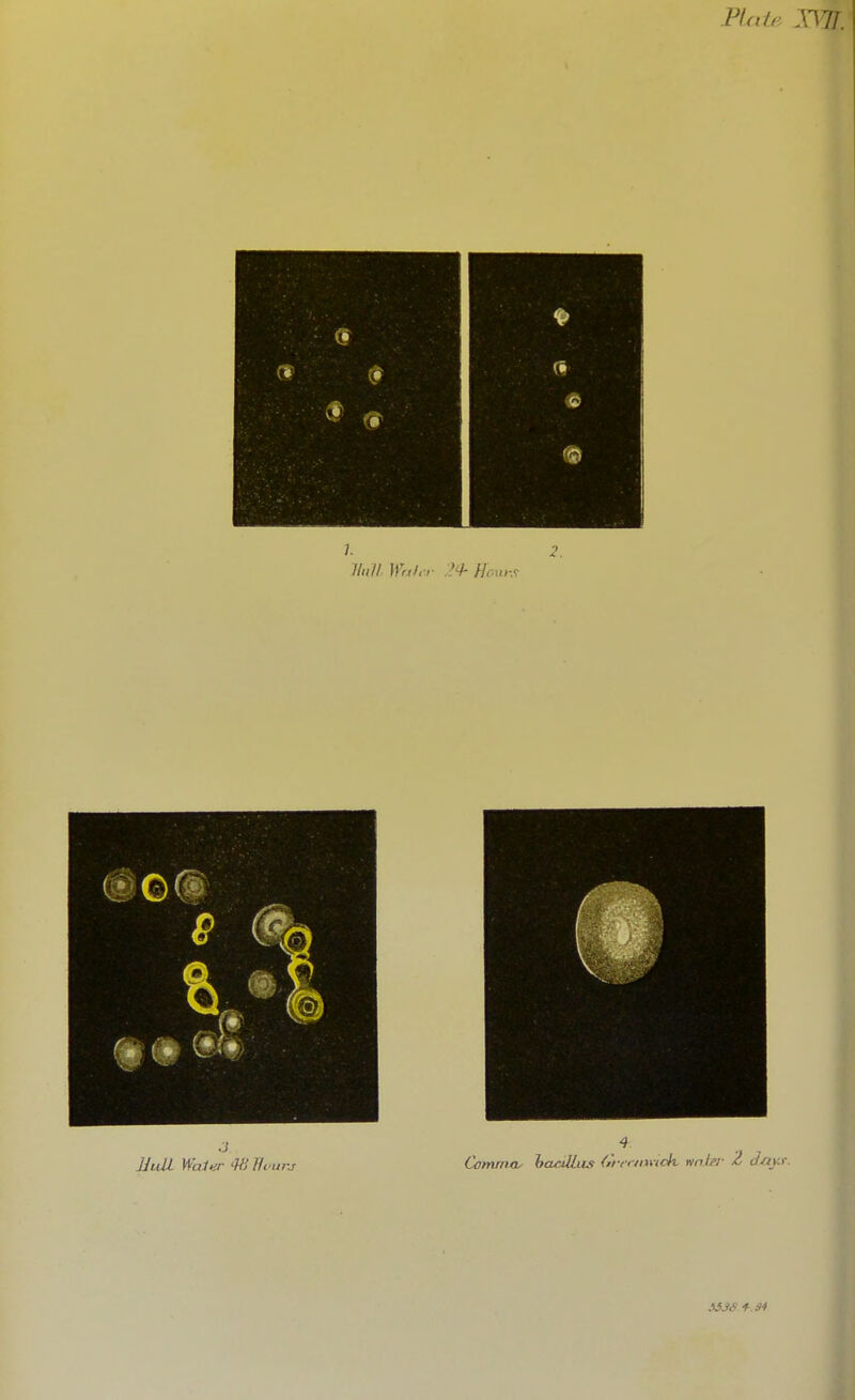 Plate jvn. 7/m//- >f«/,v- Honrs