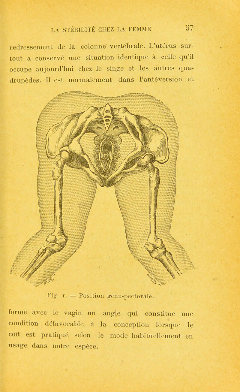 redressement de la colonne' vertébrale. L'utérus sur- tout a conservé une situation identique à celle qu'il occupe aujourd'hui chez le singe et les autres qua- drupèdes. Il est normalement dans l'antéversion et Fig. t. — Position genu-pectorale. forme avec le vagin un angle qui constitue une condition défavorable à la conception lorsque le coït est pratiqué selon le mode habituellement en usage dans notre espèce.