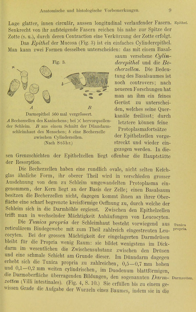 Lage glatter, innen circulär, aussen longituclinal verlaufender Fasern. Epithel. Senkrecht von ihr aufsteigende Fasern reichen bis nahe zur Spitze der Zotte (s. u.), durch deren Contraction eine Verkürzung der Zotte erfolgt. Das Epithel der Mucosa (Fig. 3) ist ein einfaches Cylinderepithel. Man kann zwei Formen desselben unterscheiden: das mit einem Basal- saum versehene Cylin- Fig. 3. A B Dannepithel 560 mal vergrössert. A Becherzellen des Kaninchens; bei X hervorquellen der Schleim. B aus einem Schnitt der Dünndarm Schleimhaut des Menschen; b eine Becherzelle zwischen Cylinderzellen. (Nach Stöhr.) derepithel und die Be- cherzellen. Die Bedeu- tung des Basalsaumes ist noch controvers; nach neueren Forschungen hat man an ihm ein feines Gerüst zu unterschei- den, welches seine Quer- kanäle freilässt; durch letztere können feine Protoplasmafortsätze der Epithelzellen vorge- streckt und wieder ein- gezogen werden. In die- offenbar die Hauptstätte sen Grenzschichten der Epithelzellen liegt der Eesorption. Die Becherzellen haben eine rundlich ovale, nicht selten Kelch- glas ähnliche Form, ihr oberer Theil wird in verschieden grosser Ausdehnung von dem zu Schleim umgewandelten Protoplasma ein- genommen, der Kern liegt an der Basis der Zelle; einen Basalsaum besitzen die Becherzellen nicht, dagegen kommt ihnen an ihrer Ober- fläche eine scharf begrenzte kreisförmige Oeffnung zu, durch welche der Schleim sich in die Darmhöhle ergiesst. Zwischen den Epithelzellen trifft man in wechselnder Mächtigkeit Anhäufungen von Leucocyten. Die Tunica propria der Schleimhaut besteht vorwiegend aus reticulärem Bindegewebe mit zum Theil zahlreich eingestreuten Leu- cocyten. Bei der grossen Mächtigkeit der eingelagerten Darmdrüsen bleibt für die Propria wenig Raum: sie bildet wenigstens im Dick- darm im wesentlichen die Zwischensubstanz zwischen den Drüsen und eine schmale Schicht am Grunde dieser. Im Dünndarm dagegen erhebt sich die Tunica propria zu zahlreichen, 0,5-0,7 mm hohen und 0,1-0,2 mm weiten cylindrischen, im Duodenum blattförmigen, die Darmoberfläche überragenden Bildungen, den sogenannten Darm- d™0u™. zotten (Villi intestinales). (Fig. 4, S. 10.) Sie erfüllen bis zu einem ge- wissen Grade die Aufgabe der Wurzeln eines Baumes, indem sie in die Tunica propria.