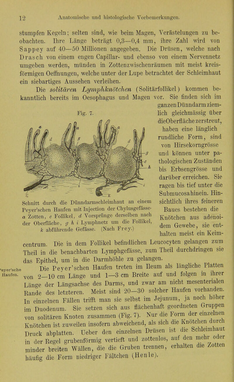 Fig. 7. stumpfen Kegeln; selten sind, wie beim Magen, Verästelungen zu be- obachten. Ihre Länge beträgt 0,3—0,4 mm, ihre Zahl wird von Sappey auf 40—50 Millionen angegeben. Die Drüsen, welche nach Drasch von einem engen Capillar- und ebenso von einem Nervennetz umgeben werden, münden in Zotten Zwischenräumen mit meist kreis- förmigen Oeffhungen, welche unter der Lupe betrachtet der Schleimhaut ein siebartiges Aussehen verleihen. Die solitären Lymphknötchen (Solitärfollikel) kommen be- kanntlich bereits im Oesophagus und Magen vor. Sie finden sich im ganzen Dünndarm ziem- lich gleichmässig über dieOberfläche zerstreut, haben eine länglich rundliche Form, sind von Hirsekorngrösse und können unter pa- thologischen Zuständen bis Erbsengrösse und darüber erreichen. Sie ragen bis tief unter die Submucosahinein. Hin- sichtlich ihres feineren Baues bestehen die Knötchen aus adenoi- dem Gewebe, sie ent- halten meist ein Keim- centrum. Die in dem Follikel befindlichen Leucocyten gelangen zum Theil in die benachbarten Lymphgefässe, zum Theil durchdringen sie das Epithel, um in die Darmhöhle zu gelangen. Die Peyer'sehen Haufen treten im Ileum als längliche Platten • von 2-10 cm Länge und 1—3 cm Breite auf und folgen in ihrer Länge der Längsachse des Darms, und zwar am nicht mesenterialen Bande des letzteren. Meist sind 20-30 solcher Haufen vorhanden. In einzelnen Fällen trifft man sie selbst im Jejunnm, ja noch hoher im Duodenum. Sie setzen sich aus flächenhaft geordneten Gruppen von solitären Knoten zusammen (Fig. 7). Nur die Form der einzelnen Knötchen ist zuweilen insofern abweichend, als sich die Knötchen durch Druck abplatten. Ueber den einzelnen Drüsen ist die Schleimhaut in der Begel grubenförmig vertieft und zottenlos, auf den mehr oder minder breiten Wällen, die die Gruben trennen, erhalten die Zotten häufig die Form niedriger Fältche» (Henle), Schnitt durch die Dünndarmschleimhaut an einem Peyer'schen Haufen mit Injection der Chylusgefässe- a Zotten, c Follikel, d Vorsprünge derselben nach der Oberfläche, g h i Lymphnetz um die FoUikel, k abführende G-efässe. (Nach Frey.)