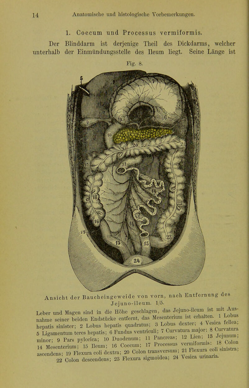 1. Coecum und Processus vermiformis. Der Blinddarm ist derjenige Theil des Dickdarms, welcher unterhalb der Einmündungssteile des Ileum liegt. Seine Länge ist Fig. 8. Ansicht der Baucheingeweide von vom, nach Entfernung des Jejuno-ileum. 1/5. Leber und Magen sind in die Höhe geschlagen, das Jejuno-ileum ist mit Aus- nahme seiner beiden Endstücke entfernt, das Mesenterium ist erhalten. 1 Uta» hepatis sinister; 2 Lobus hepatis quadratus; 3 Lobus dexter; 4 Vesica feUea, 5 Ligamentum teres hepatis; 6 Fundus ventriculi; 7 Cui-vatura major: 8 Cu a a minor; 9 Pars pylorica; 10 Duodenum; 11 Pancreas; 12 Lien; 8 Jeumum 14 Mesenterium; 15 Ileum; 16 Coecum; 17 Processus vermiformis, 18 Colon LnSs 19 Fiexura coli dextra; 20 Colon—um; 21 M~h smistra; 22 Colon descendens; 23 Fiexura sigmoidea; 24 Vesica uiinana.