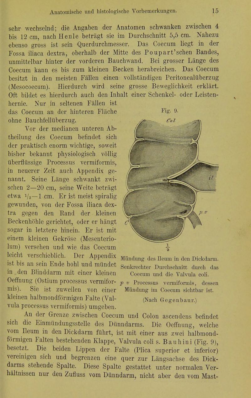 sehr wechselnd; die Angaben der Anatomen schwanken zwischen 4 bis 12 cm, nach Henle beträgt sie im Durchschnitt 5,5 cm. Nahezu ebenso gross ist sein Querdurchmesser. Das Coecum liegt in der Fossa iliaca dextra, oberhalb der Mitte des Poupart'schen Bandes, unmittelbar hinter der vorderen Bauchwand. Bei grosser Länge des Coecum kann es bis zum kleinen Becken herabreichen. Das Coecum besitzt in den meisten Fällen einen vollständigen Peritonealüberzug (Mesocoecum). Hierdurch wird seine grosse Beweglichkeit erklärt. Oft bildet es hierdurch auch den Inhalt einer Schenkel- oder Leisten- hernie. Nur in seltenen Fällen ist das Coecum an der hinteren Fläche ohne Bauchfellüberzug. Vor der medianen unteren Ab- theilung des Coecum befindet sich der praktisch enorm wichtige, soweit bisher bekannt physiologisch völlig überflüssige Processus vermiformis, in neuerer Zeit auch Appendix ge- nannt. Seine Länge schwankt zwi- Ii sehen 2—20 cm, seine Weite beträgt \ etwa 1/2—1 cm. Er ist meist spiralig /jk gewunden, von der Fossa iliaca dex- (§| tra gegen den Band der kleinen ^ Beckenhöhle gerichtet, oder er hängt c sogar in letztere hinein. Er ist mit einem kleinen Gekröse (Mesenterio- lum) versehen und wie das Coecum leicht verschieblich. Der Appendix Mündung des Heum in den Dickdarm, ist bis an sein Ende hohl und mündet Senkrechter Dm.chschnitt durch da8 in den Blinddarm mit einer kleinen Coecum und die Valvula coli. Oeffnung (Ostium processus vermifor- p v Processus vermiformis, dessen mis). Sie ist zuweilen von einer Mündung im Coecum sichtbar ist. kleinen halbmondförmigen Falte (Val- (Nach Gegenbaur.) vula processus vermiformis) umgeben. An der Grenze zwischen Coecum und Colon ascendens befindet sich die Einmündungsstelle des Dünndarms. Die Oeffnung, welche vom Ileum in den Dickdarm führt, ist mit einer aus zwei halbmond- förmigen Falten bestehenden Klappe, Valvula coli s. Bau hin i (Fig. 9), besetzt. Die beiden Lippen der Falte (Plica superior et inferior) vereinigen sich und begrenzen eine quer zur Längsachse des Dick- darms stehende Spalte. Diese Spalte gestattet unter normalen Ver- hältnissen nur den Zufluss vom Dünndarm, nicht aber den vom Mast-
