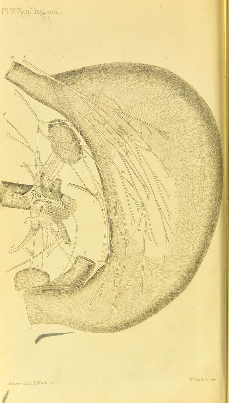 PI .V. Fr.o nfepie g e.