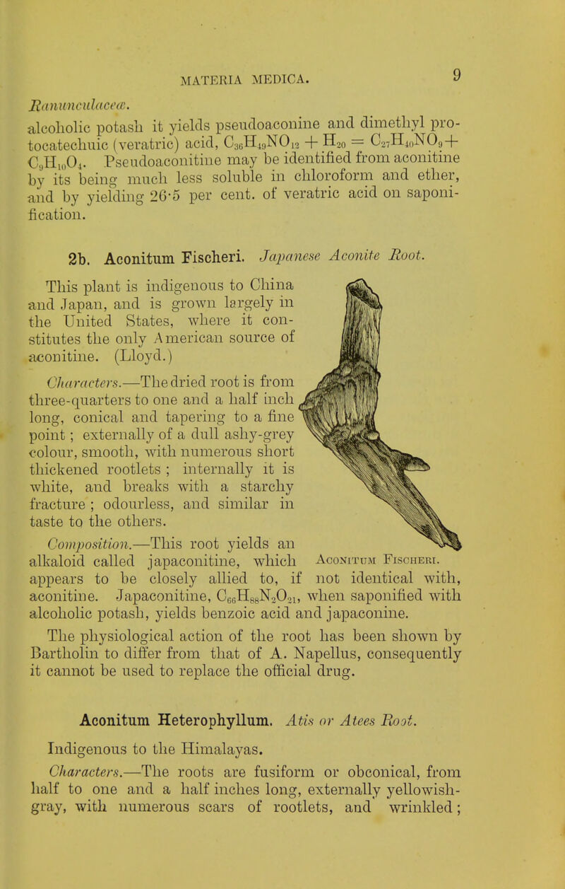 Ranuneidacc<r. alcoholic potash it yields pseueloaconine and dimethyl pro- tocateclmic (veratric) acid, C3GHwN012 + H20 = C27H4()N09+ CyHU)04. Pseudoaconitine may be identified from acomtme by its being much less soluble in chloroform and ether, and by yielding 2G-5 per cent, of veratric acid on saponi- fication. 2b. Aconitum Fischeri. Japanese Aconite Root. This plant is indigenous to China and Japan, and is grown largely in the United States, where it con- stitutes the only American source of acomtme. (Lloyd.) Characters.—The dried root is from three-quarters to one and a half inch long, conical and tapering to a fine point; externally of a dull ashy-grey colour, smooth, with numerous short thickened rootlets ; internally it is white, and breaks with a starchy fracture ; odourless, and similar in taste to the others. Composition.—This root yields an alkaloid called japaconitine, which Aconitum Fischeri. appears to be closely allied to, if not identical with, aconitine. Japaconitine, C^H^NaC).,!, when saponified with alcoholic potash, yields benzoic acid and japaconine. The physiological action of the root has been shown by Bartholin to differ from that of A. Napellus, consequently it cannot be used to replace the official drug. Aconitum Heterophyllum. AUs or Atees Boot. Indigenous to the Himalayas. Characters.—The roots are fusiform or obconical, from half to one and a half inches long, externally yellowish- gray, with numerous scars of rootlets, and wrinkled;