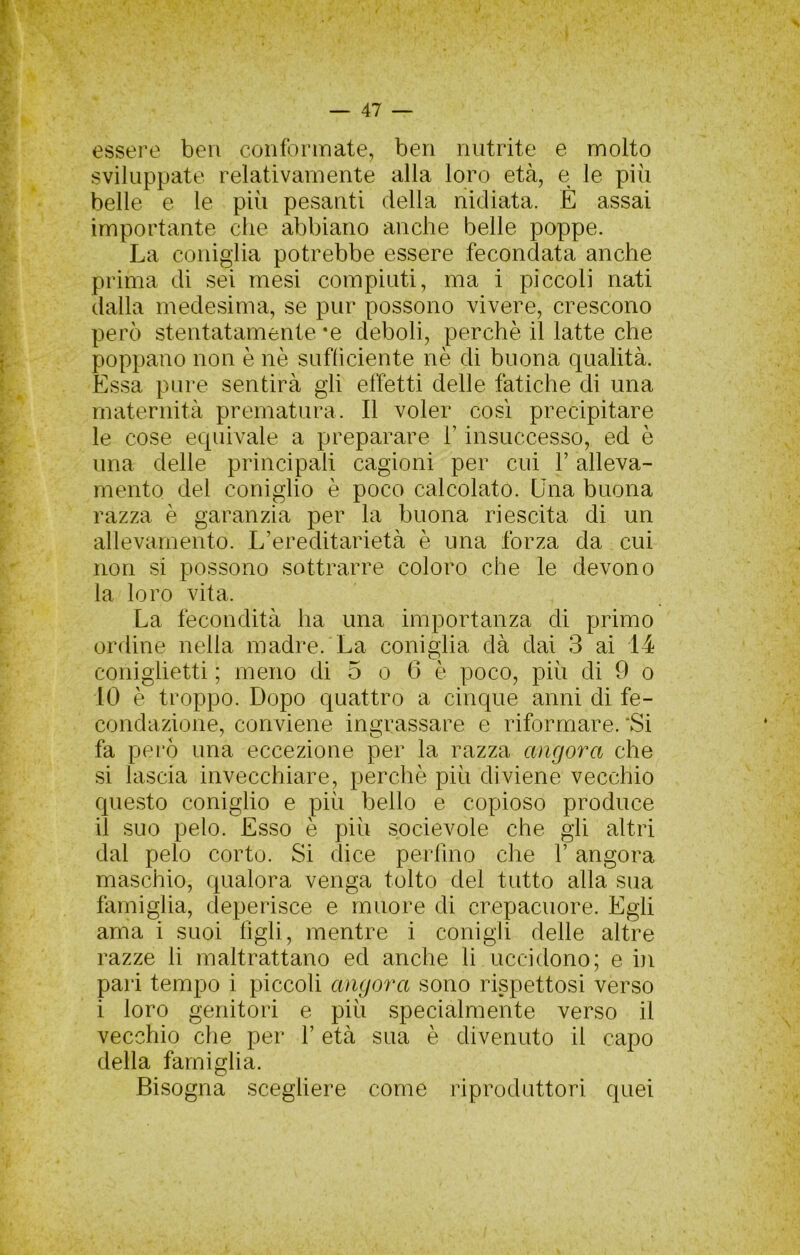 essere beri conformate, ben nutrite e molto sviluppate relativamente alla loro età, e le più belle e le più pesanti della nidiata. É assai importante che abbiano anche belle poppe. La coniglia potrebbe essere fecondata anche prima di sei mesi compiuti, ma i piccoli nati dalla medesima, se pur possono vivere, crescono però stentatamente *e deboli, perchè il latte che poppano non è nè sufficiente nè di buona qualità. Essa pure sentirà gli effetti delle fatiche di una maternità prematura. Il voler così precipitare le cose equivale a preparare V insuccesso, ed è una delle principali cagioni per cui l’alleva- mento del coniglio è poco calcolato. Una buona razza è garanzia per la buona riescita di un allevamento. L’ereditarietà è una forza da cui non si possono sottrarre coloro che le devono la loro vita. La fecondità ha una importanza di primo ordine nella madre. La coniglia dà dai 3 ai 14 coniglietti ; meno di 5 o 6 è poco, più di 9 o 10 è troppo. Dopo quattro a cinque anni di fe- condazione, conviene ingrassare e riformare. ‘Si fa però una eccezione per la razza angora che si lascia invecchiare, perchè più diviene vecchio questo coniglio e più bello e copioso produce 11 suo pelo. Esso è più socievole che gli altri dal pelo corto. Si dice perfino che V angora maschio, qualora venga tolto del tutto alla sua famiglia, deperisce e muore di crepacuore. Egli ama i suoi figli, mentre i conigli delle altre razze li maltrattano ed anche li uccidono; e in pari tempo i piccoli angora sono rispettosi verso i loro genitori e più specialmente verso il vecchio che per V età sua è divenuto il capo della famiglia. Bisogna scegliere come riprodattori quei